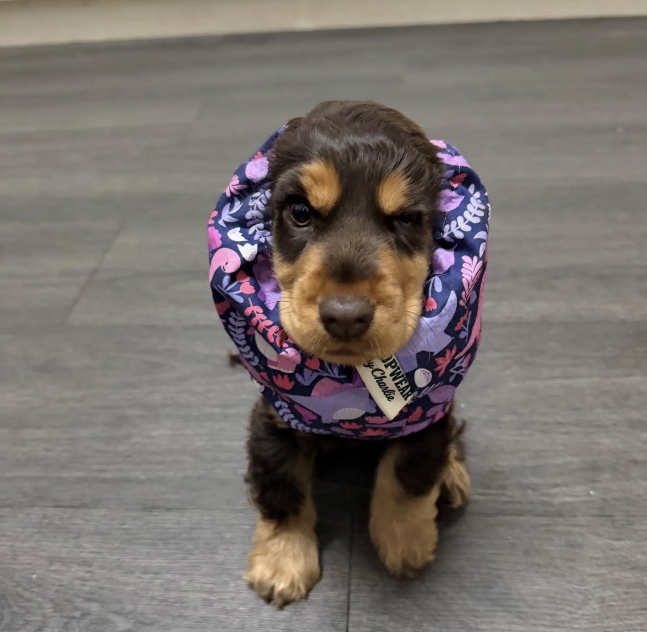 Tilly, SA - Custom Bespoke Snood Dino 