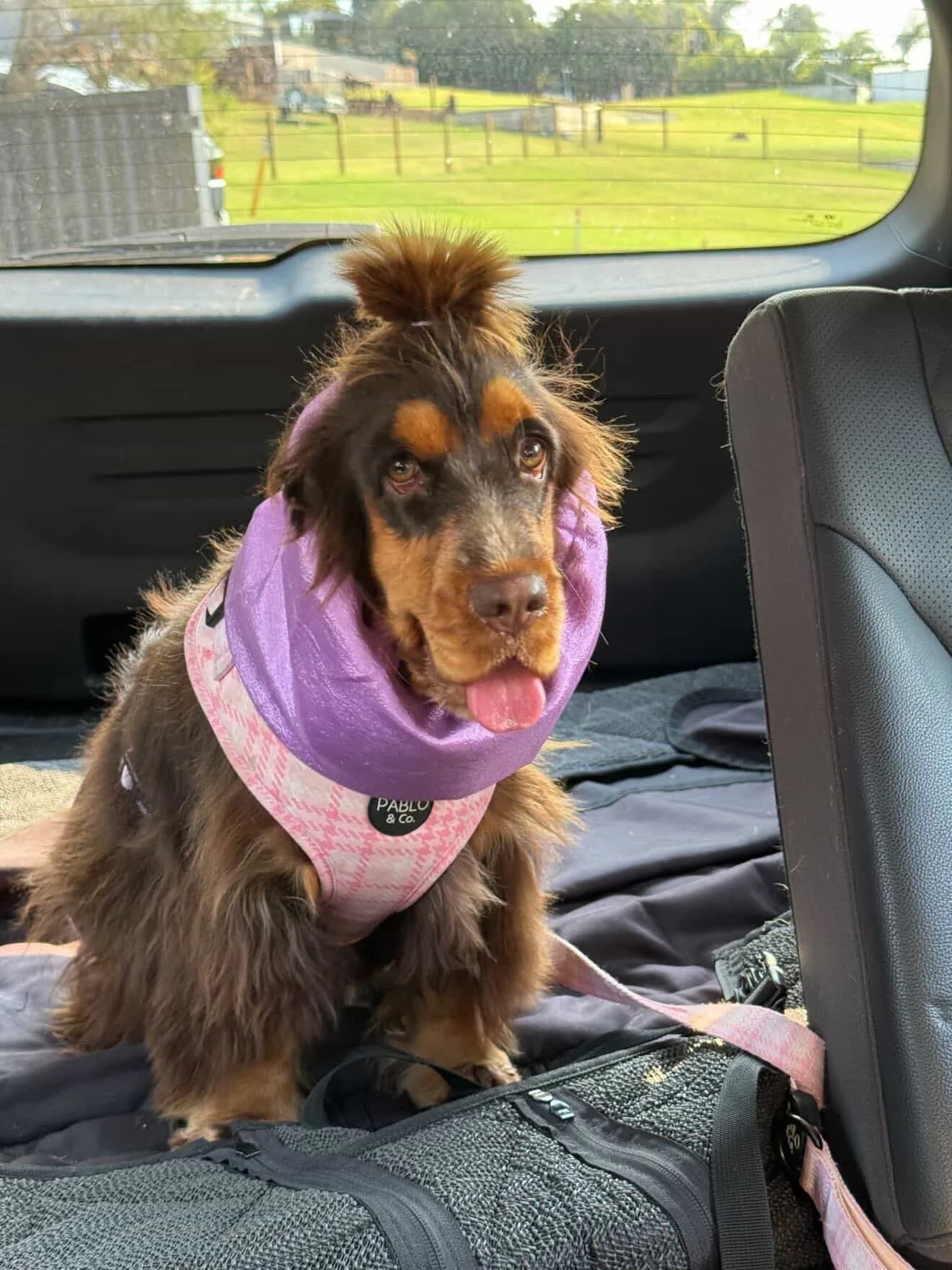 Winnie, QLD (Regina George Showgirl Snood)