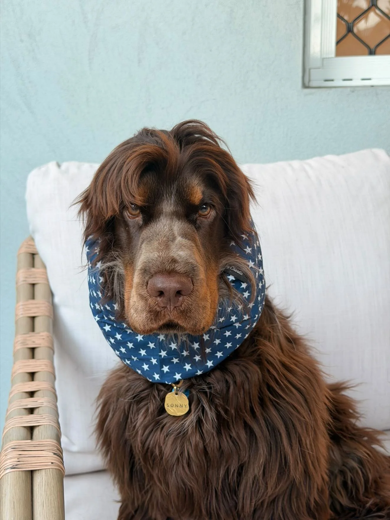 Sonny, QLD - Sonny Star Gazer Snood