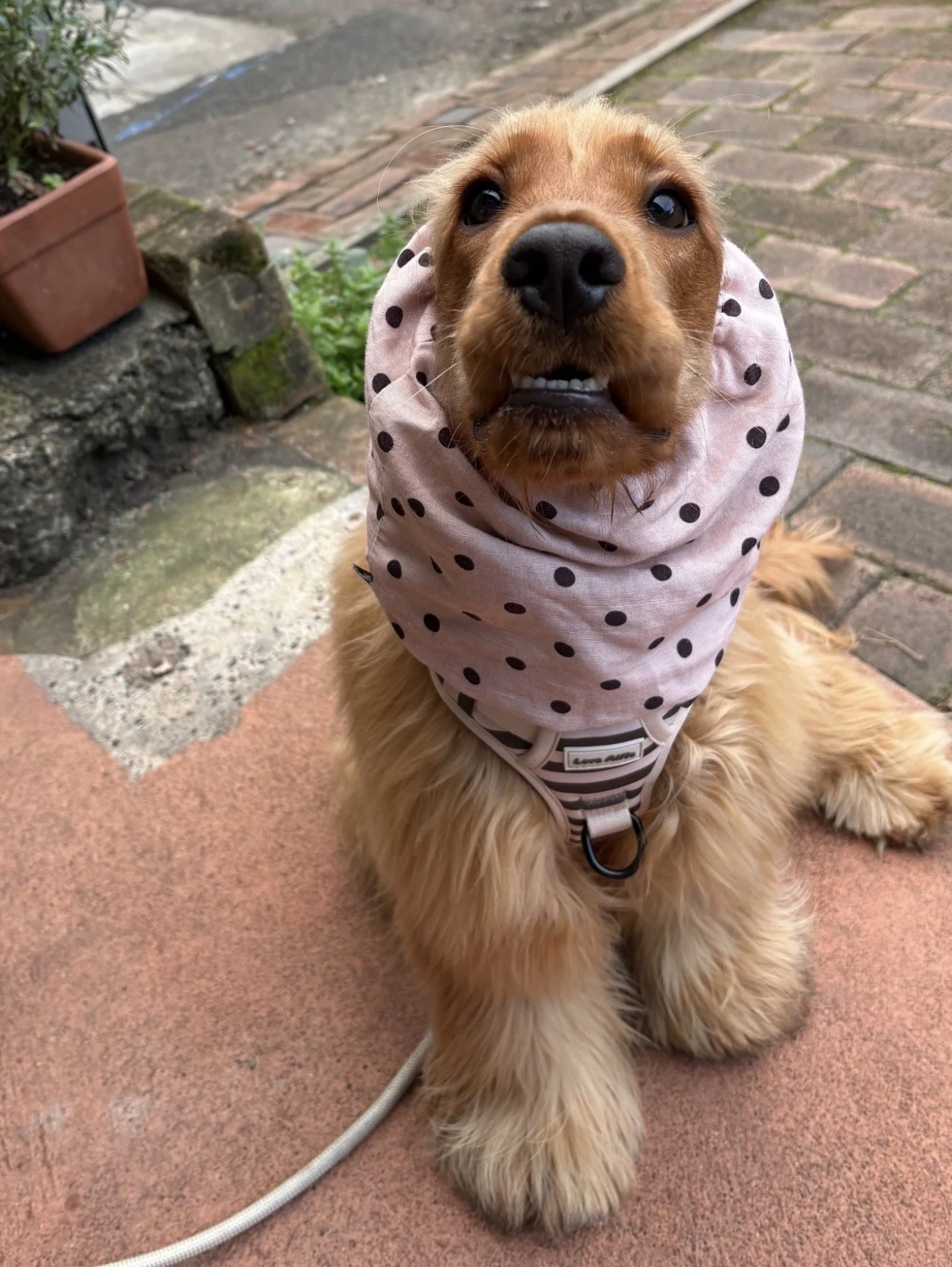 Franklin's Funfetti Snood