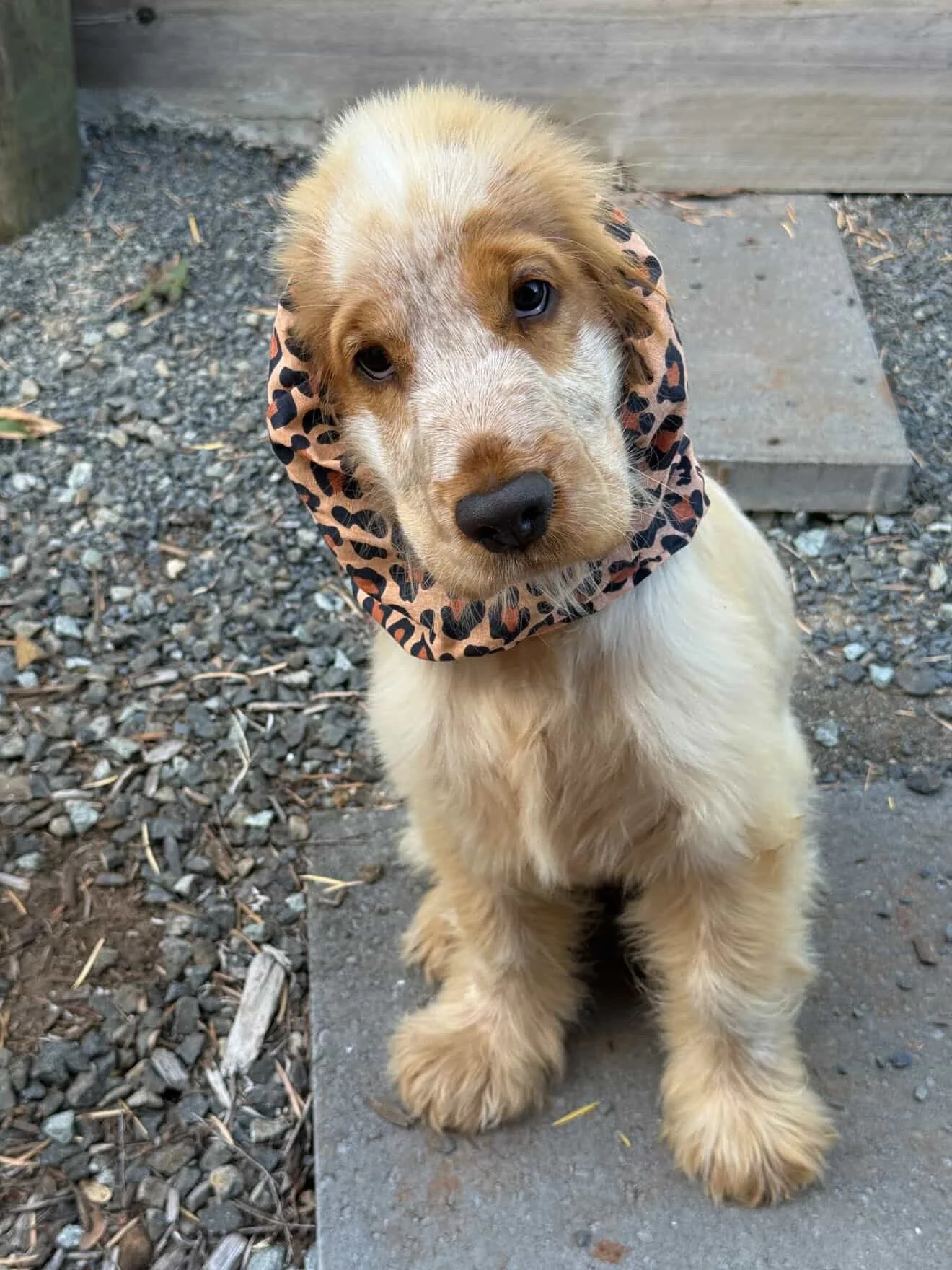 Pamela, QLD - (Snooki Showgirl Snood)