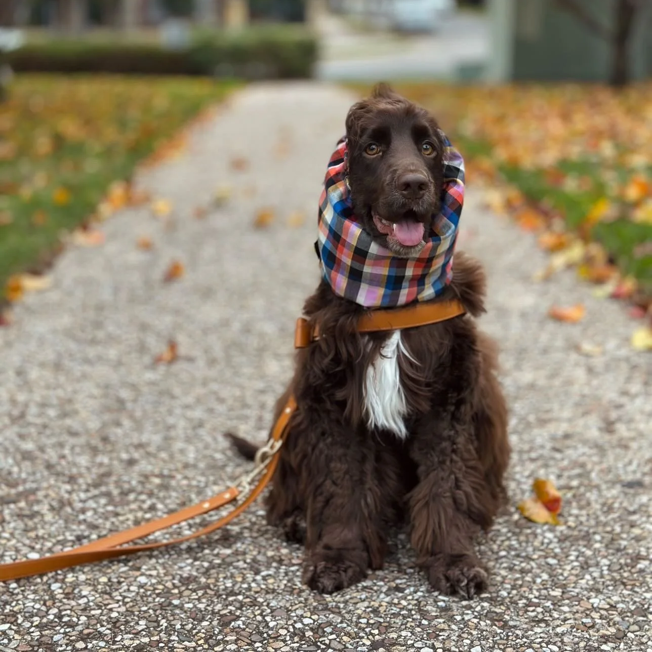 Pippin Plaid Snood