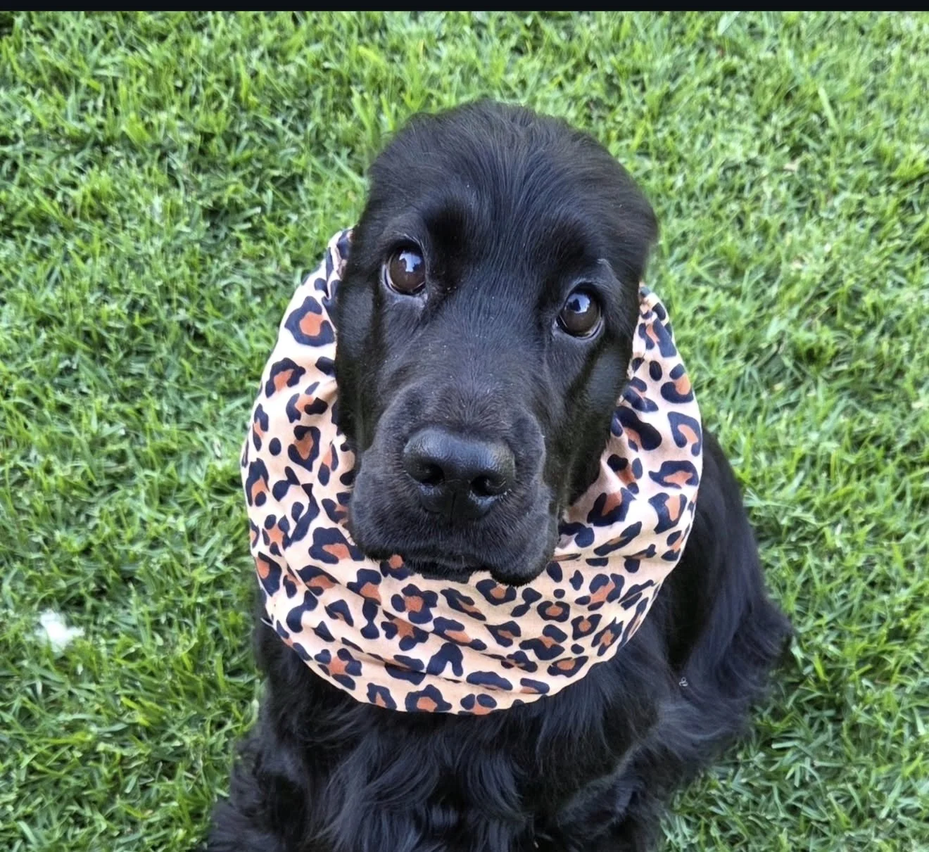 Maggie May, NSW (Snooki Leopard Snood)