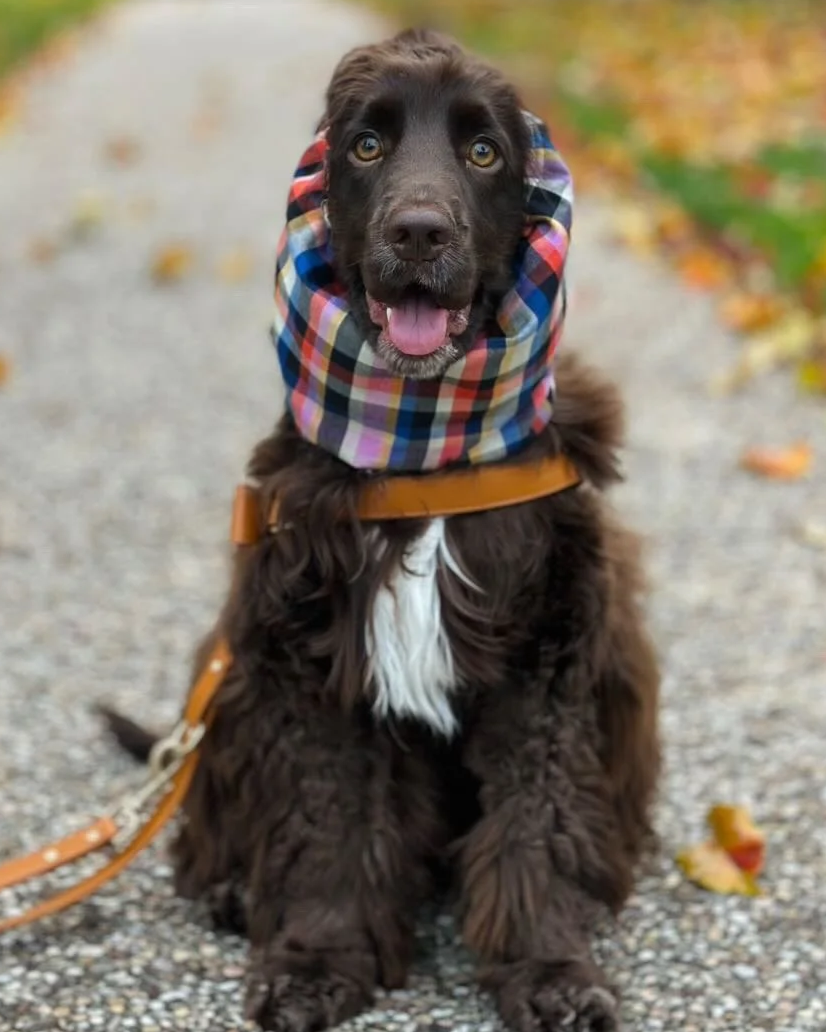 Pippin Plaid Snood