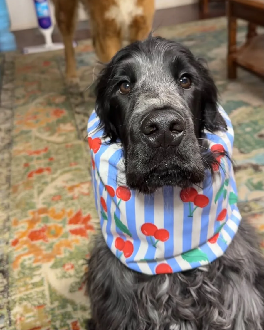 Frank - Colorado USA (Cherry Pie Water Resistant Snood size M)