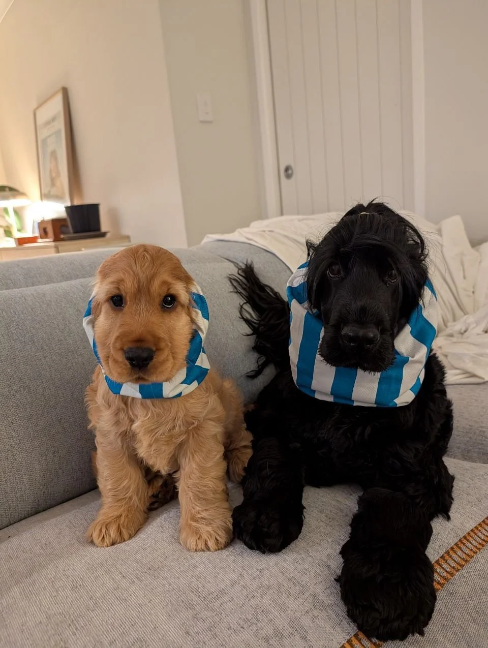 Teddy & Cooper - QLD (Lake Hume Snood)