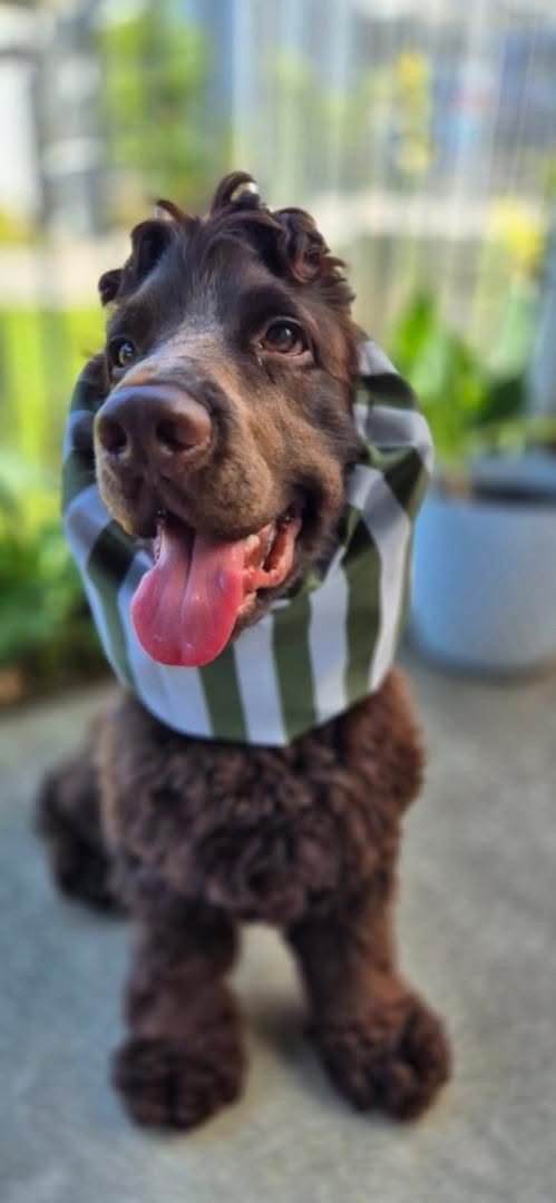 Walter, QLD (Kingston K Adventure Snood)