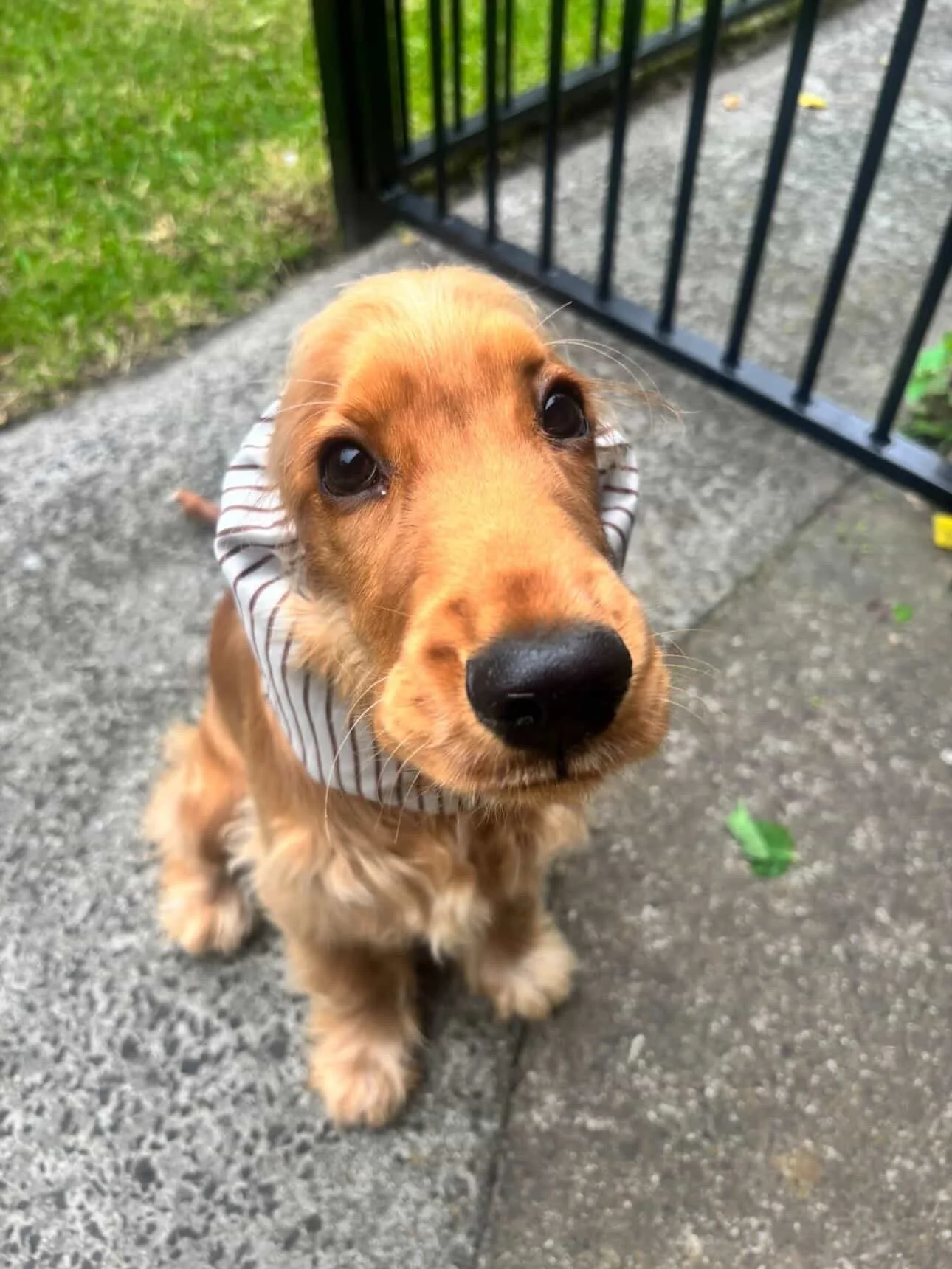 Rocco, VIC (Desi Adventure Snood)