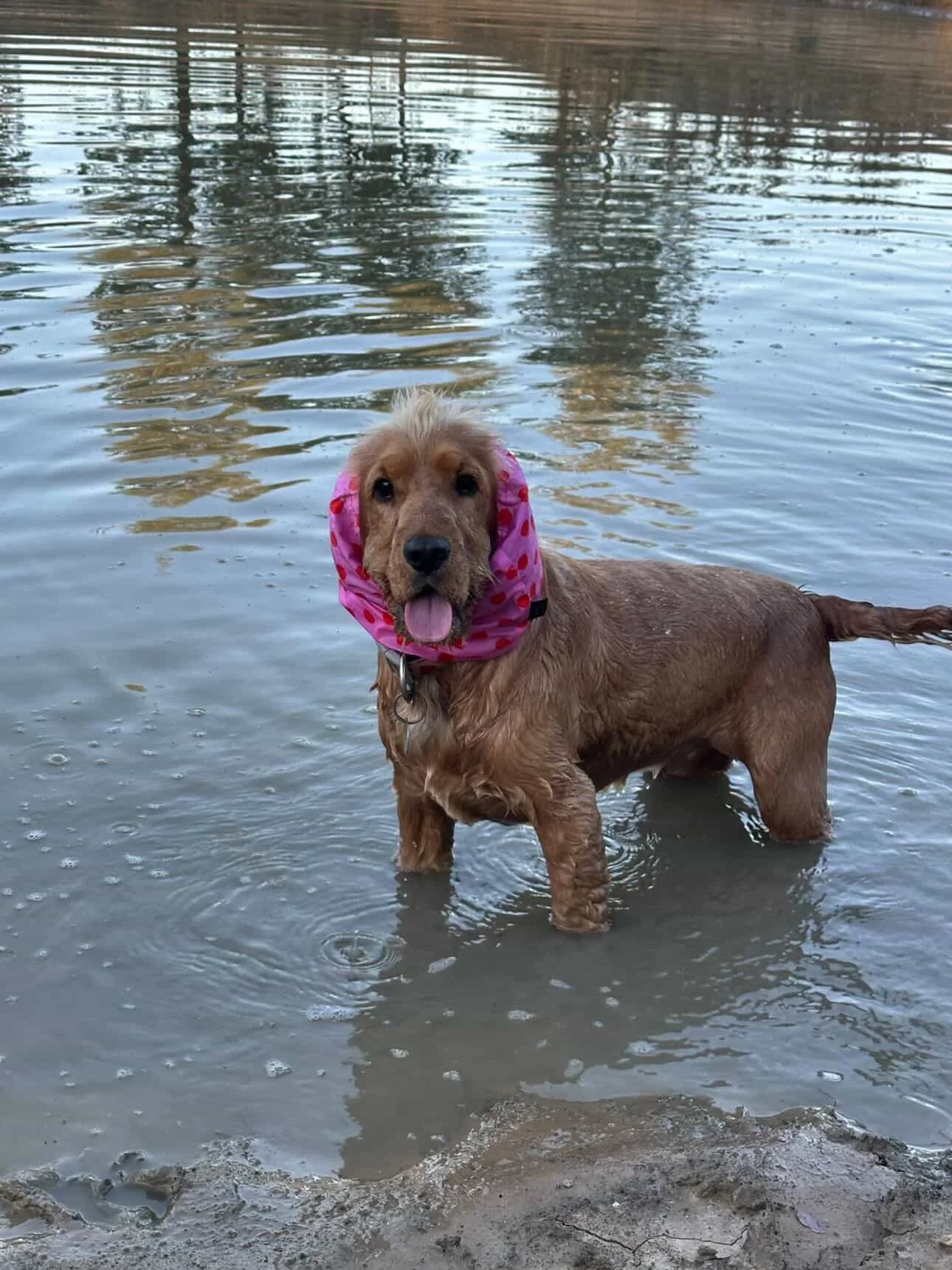 Sadie Grace, VIC - (Nanalina Showgirl Snood)