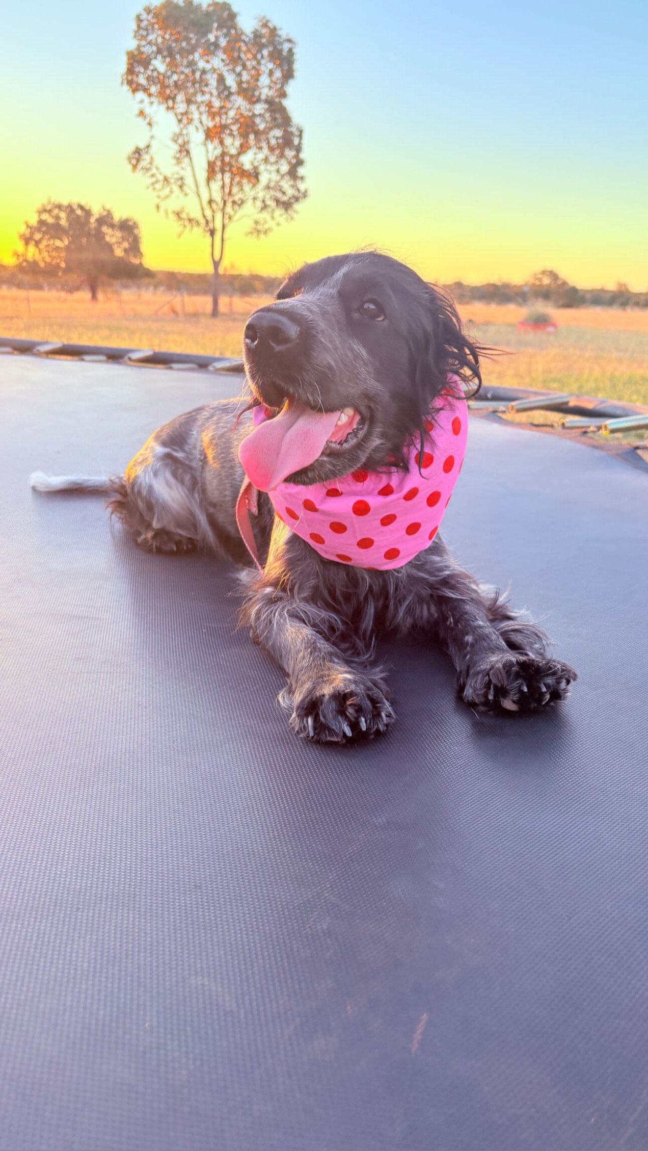 Winnie, NSW (Nanalina Showgirl Snood)
