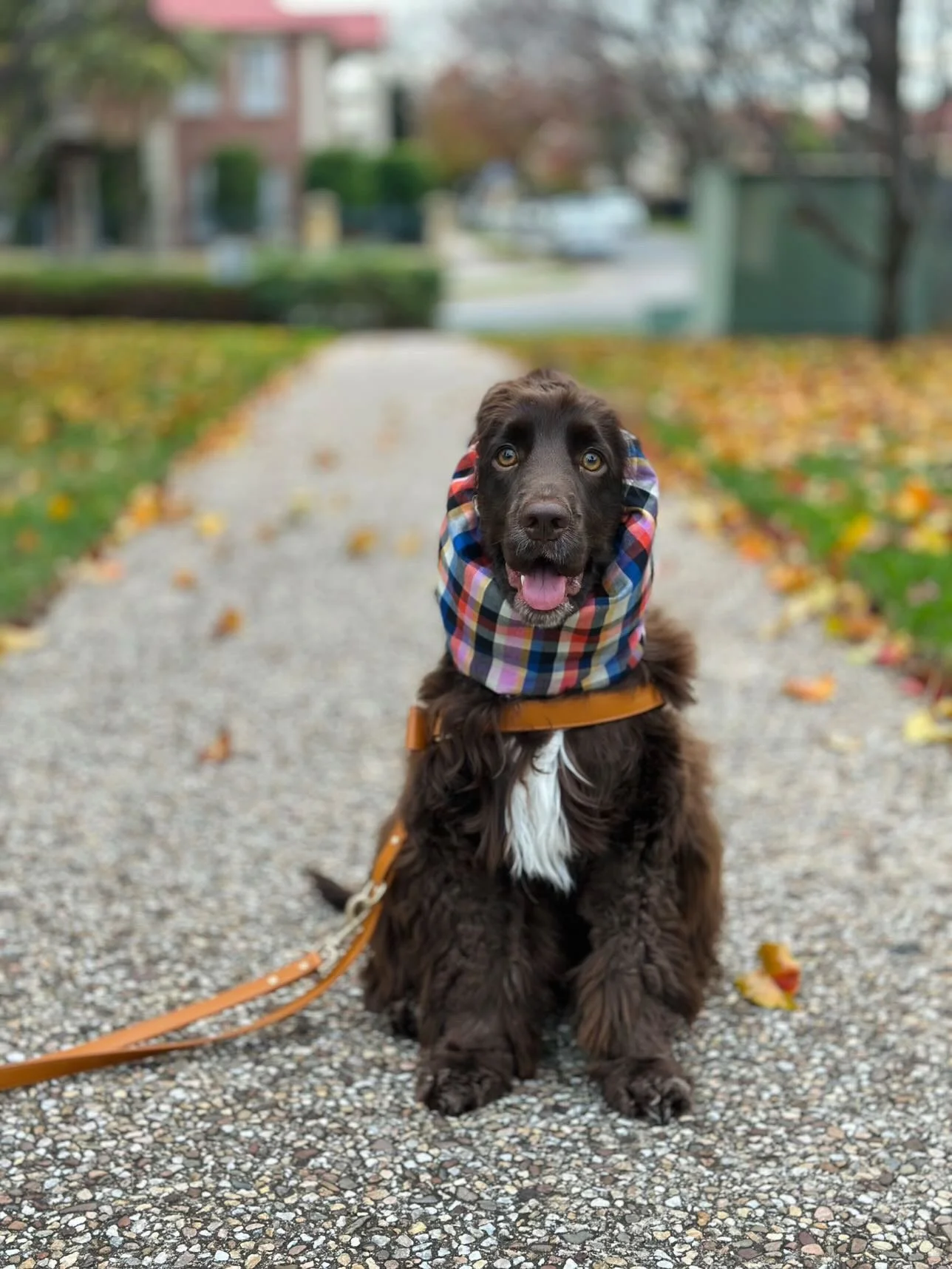 Pippin, SA - (Pippin Plaid Snood Size M)