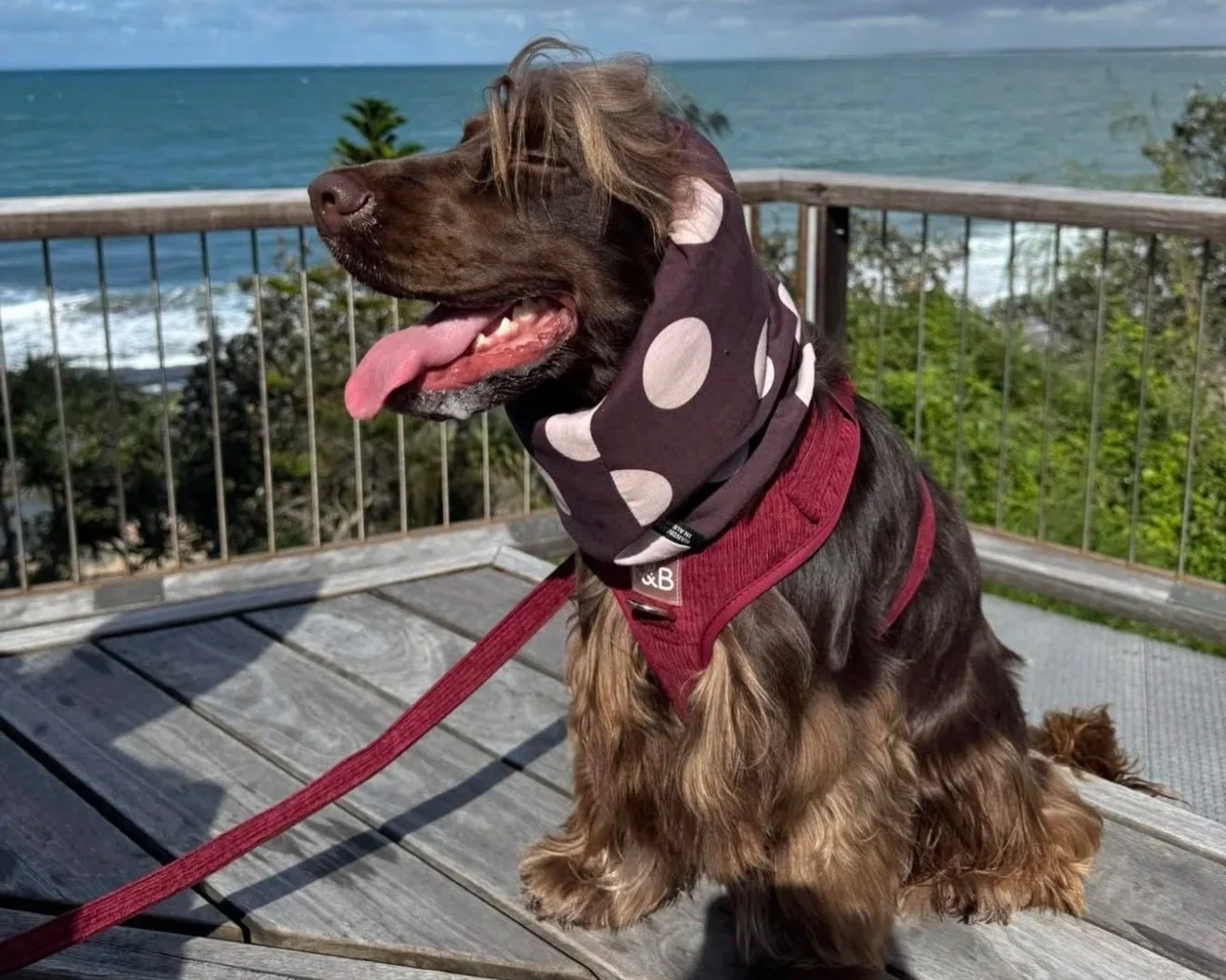 Colin James Polka Dot Snood