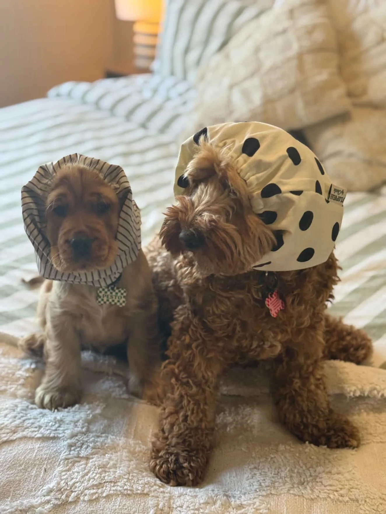 Peaches & Pesto - NSW