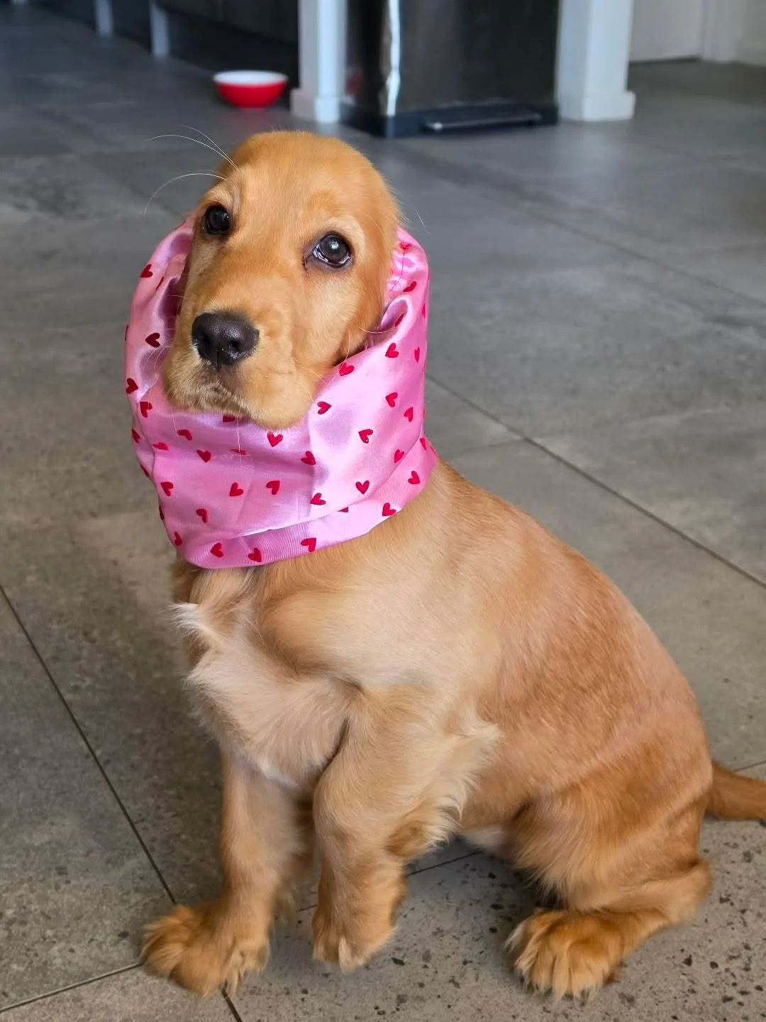 Prahran Limited Edition Water-Resistant Lined Snood
