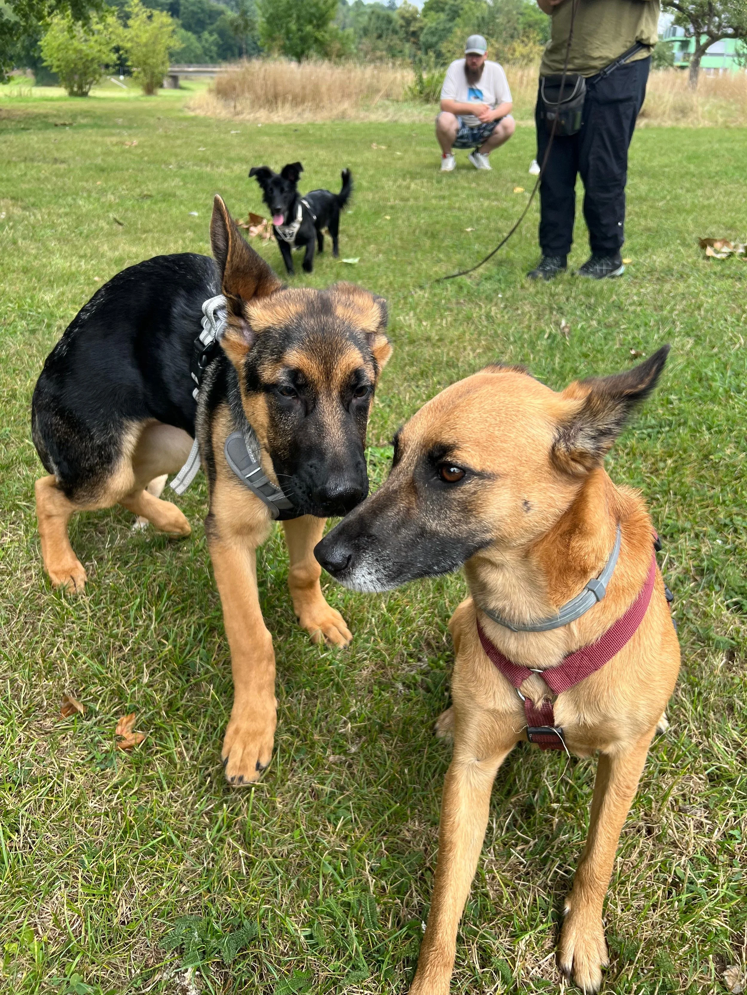 Drei Hunde auf einer Wiese, eine Person hält einen Hund an einer Leine, im Hintergrund steht eine andere Person, alle sind im Freien bei unsicheren Wetterbedingungen.