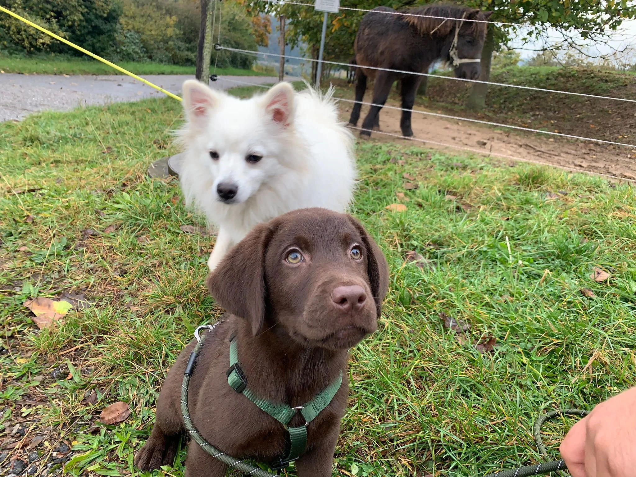 Ein brauner Welpe mit braunen Augen sitzt im Gras, während ein weißer Hund hinter ihm steht. Im Hintergrund ist ein Pony hinter einem Zaun zu sehen, auf einem grünen, herbstlichen Feld.
