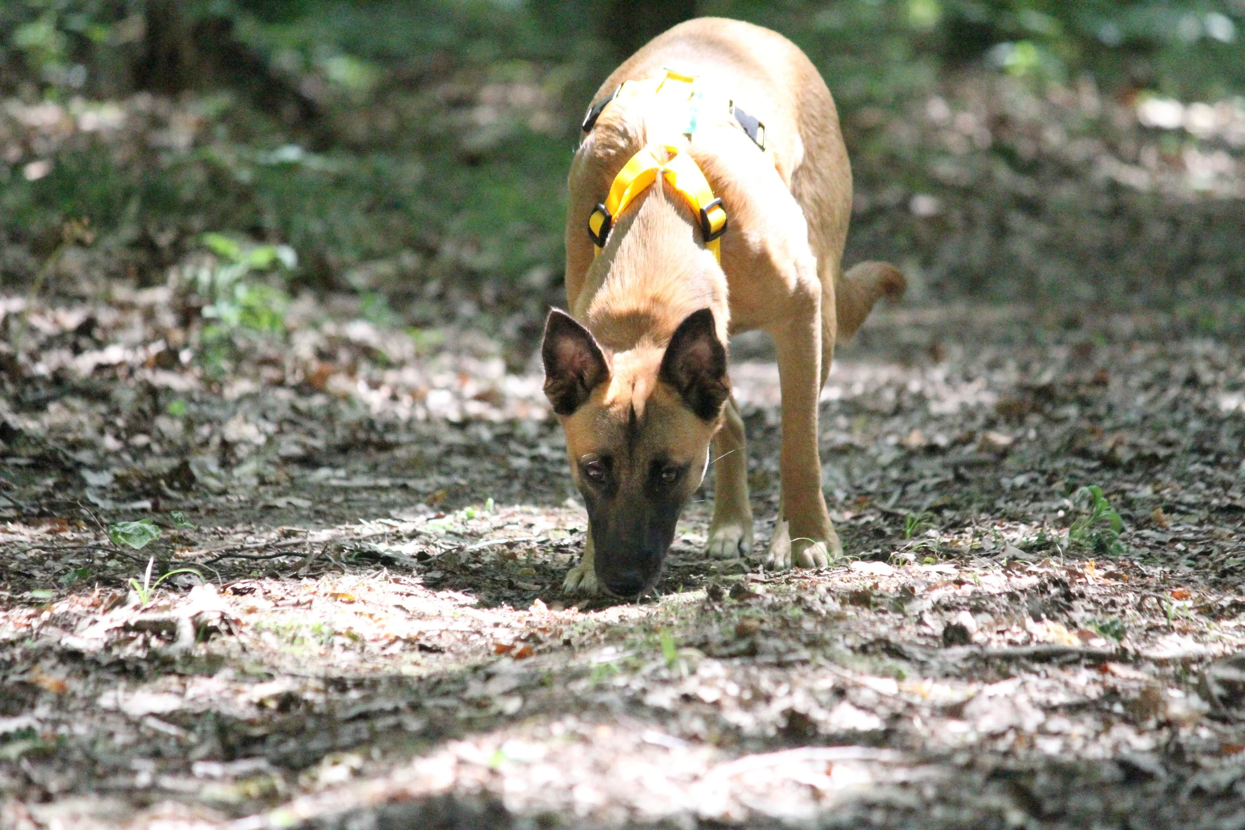 Ein Hund mit gelbem Geschirr erkundet den Waldboden.