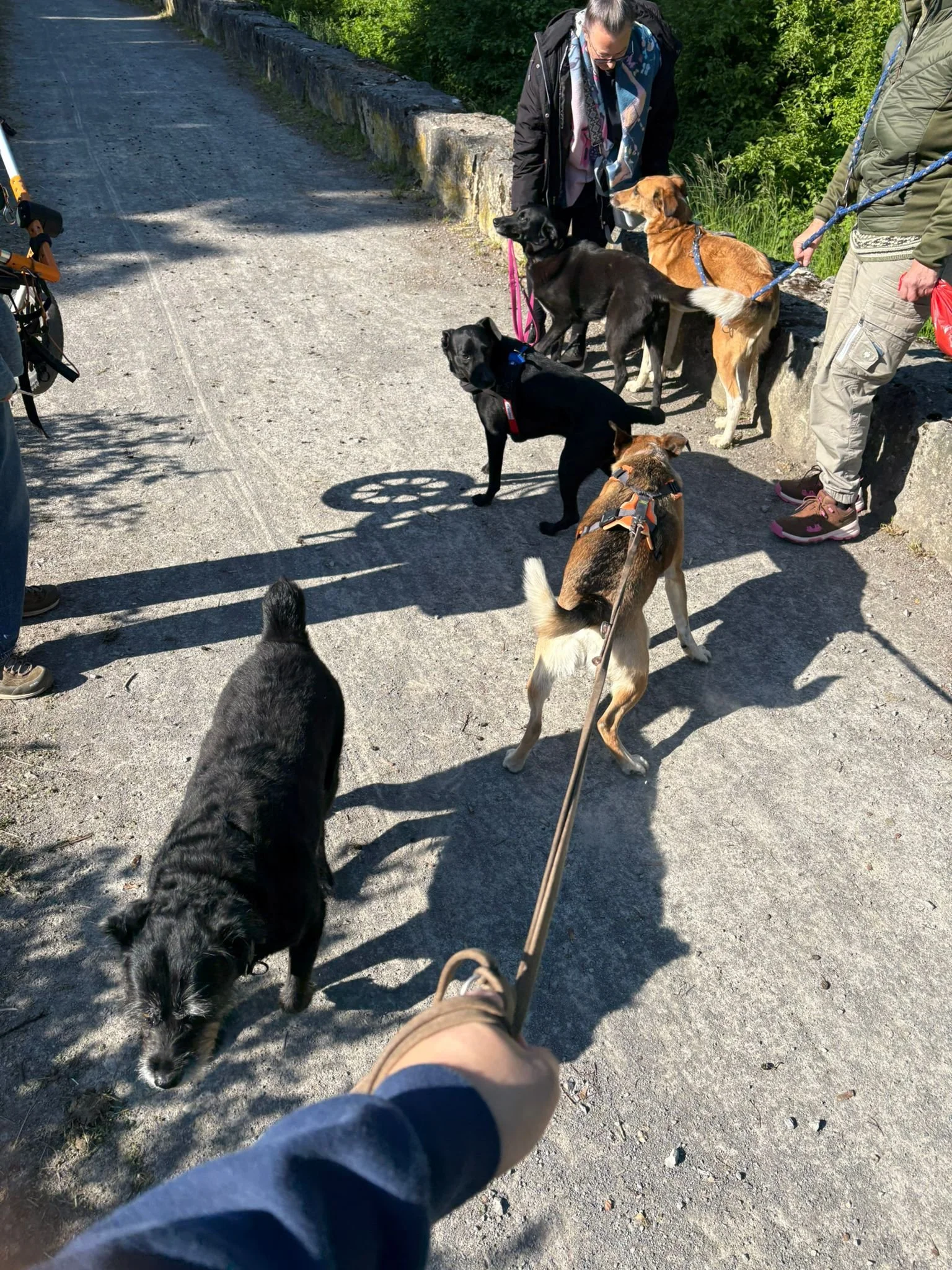 Mehrere Hunde an der Leine, Menschen, Spazierweg, grüner Hintergrund, sonnig.