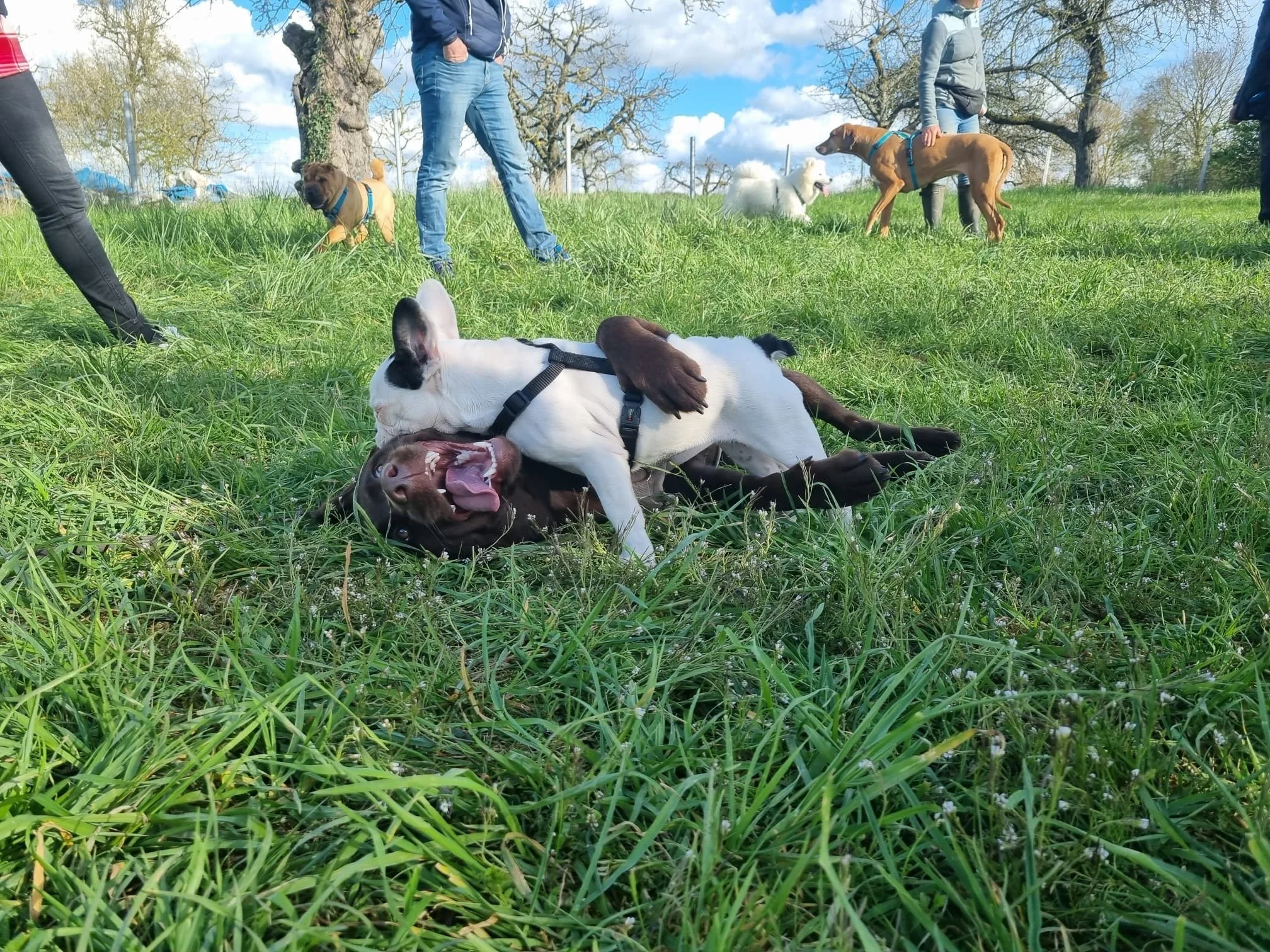 Zwei spielende Hunde auf einer Wiese, umgeben von Menschen mit weiteren Hunden im Hintergrund, bei sonnigem Himmel.