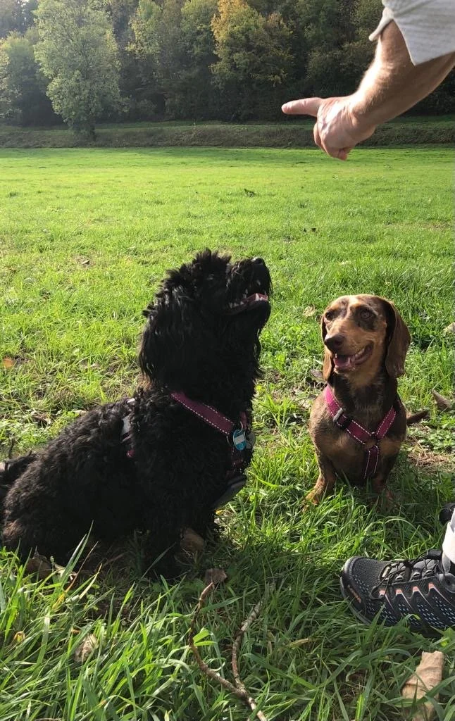 Zwei Hunde sitzen auf grünem Gras, ein schwarzen und ein braunen, während eine Person mit ausgestrecktem Arm auf sie zeigt, im Hintergrund Bäume.