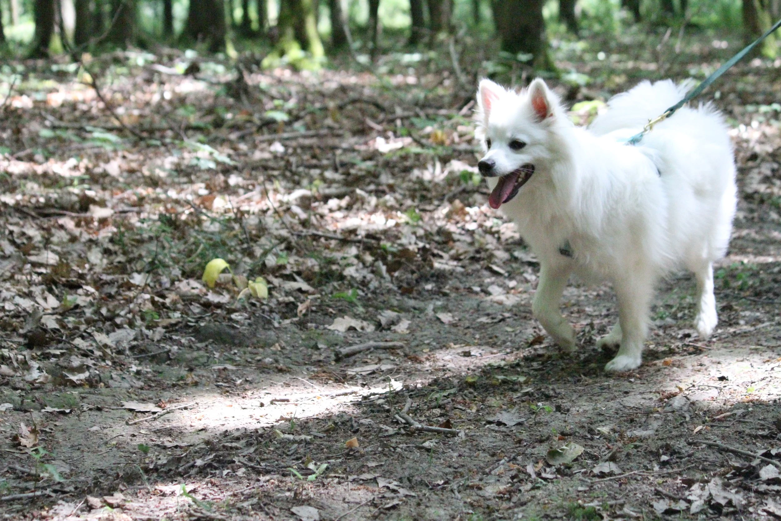 Ein weißer Hund, ein Spitz, läuft auf einem Waldweg mit Laub und Pilzen, im Hintergrund Bäume.