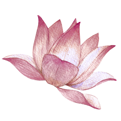 The Meaning Behind the Lotus
