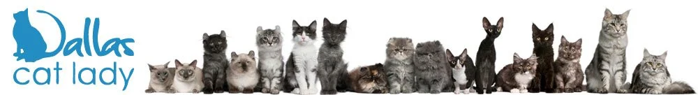 A lineup of various cats of different breeds and colors with a logo that says 'Dallas cat lady' on the left.