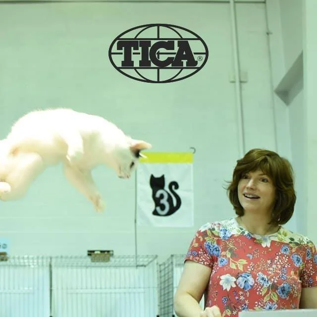 A woman smiling as she watches a white cat jump towards a yellow toy held above her. The background features a TICA logo and a banner with a black cat silhouette and the text "3S".