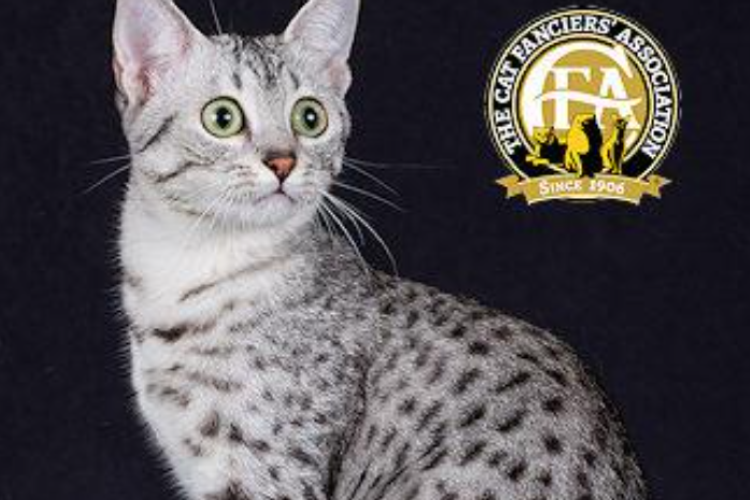 A gray and white-spotted cat with green eyes sitting next to a logo for the North American Falconer Association.