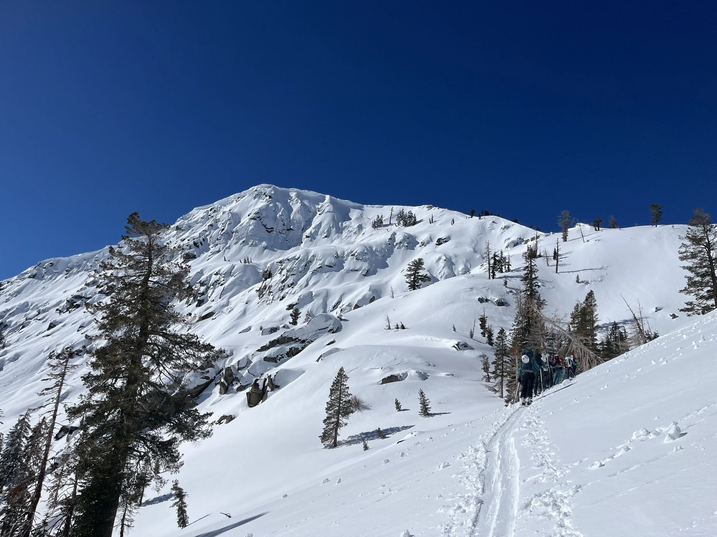 A group of people snowshoeing in a snowy mountain landscape with pine trees and a clear blue sky.