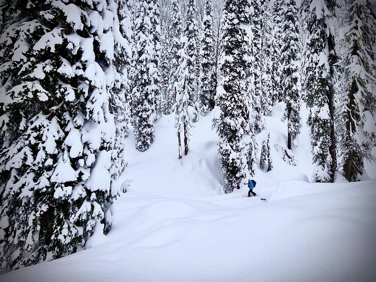 woman ski tour through trees winter forest ski tour
