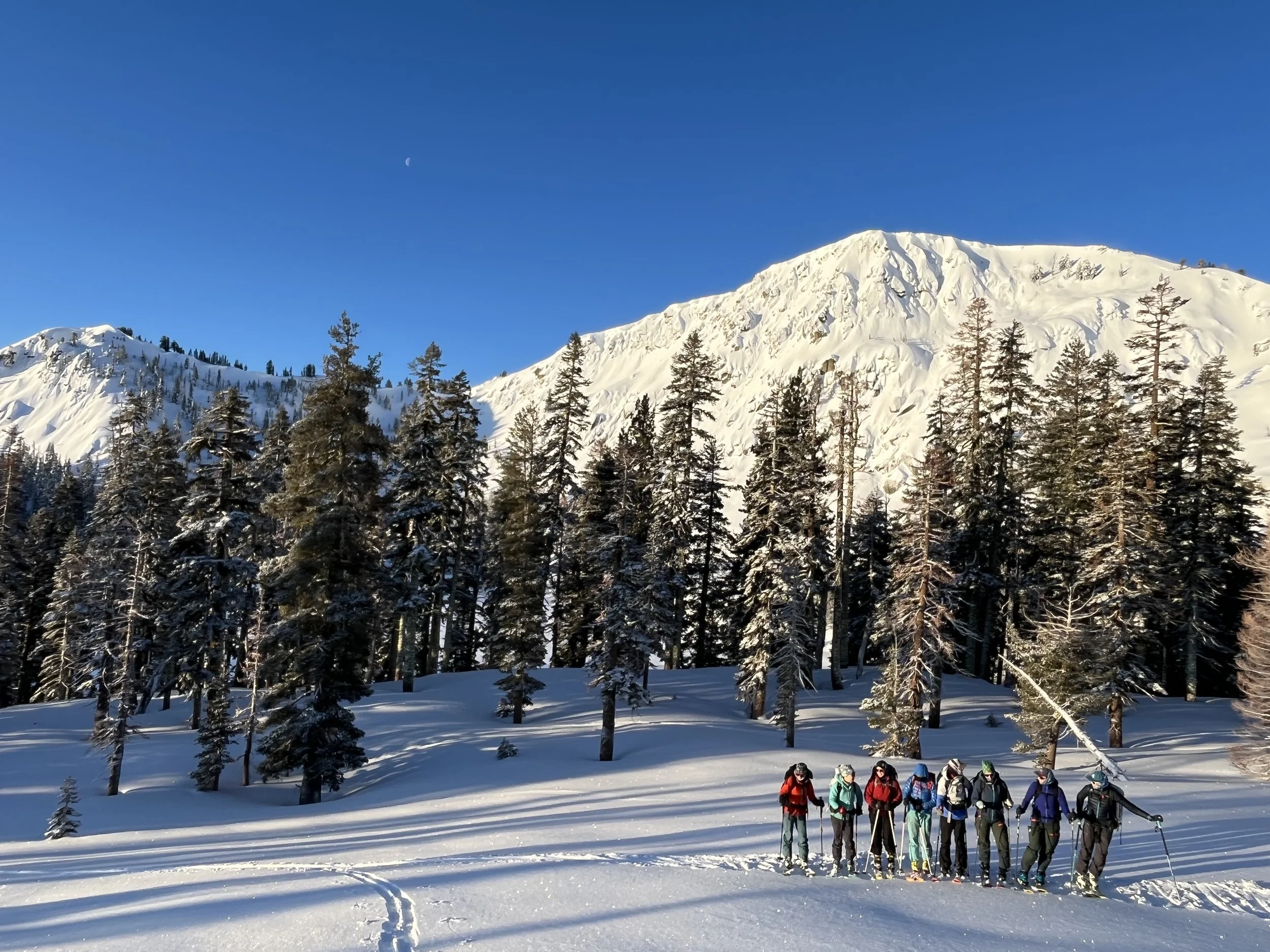 Group of people skiing in a snowy mountain landscape with tall pine trees and a snow-covered mountain in the background under a clear blue sky.