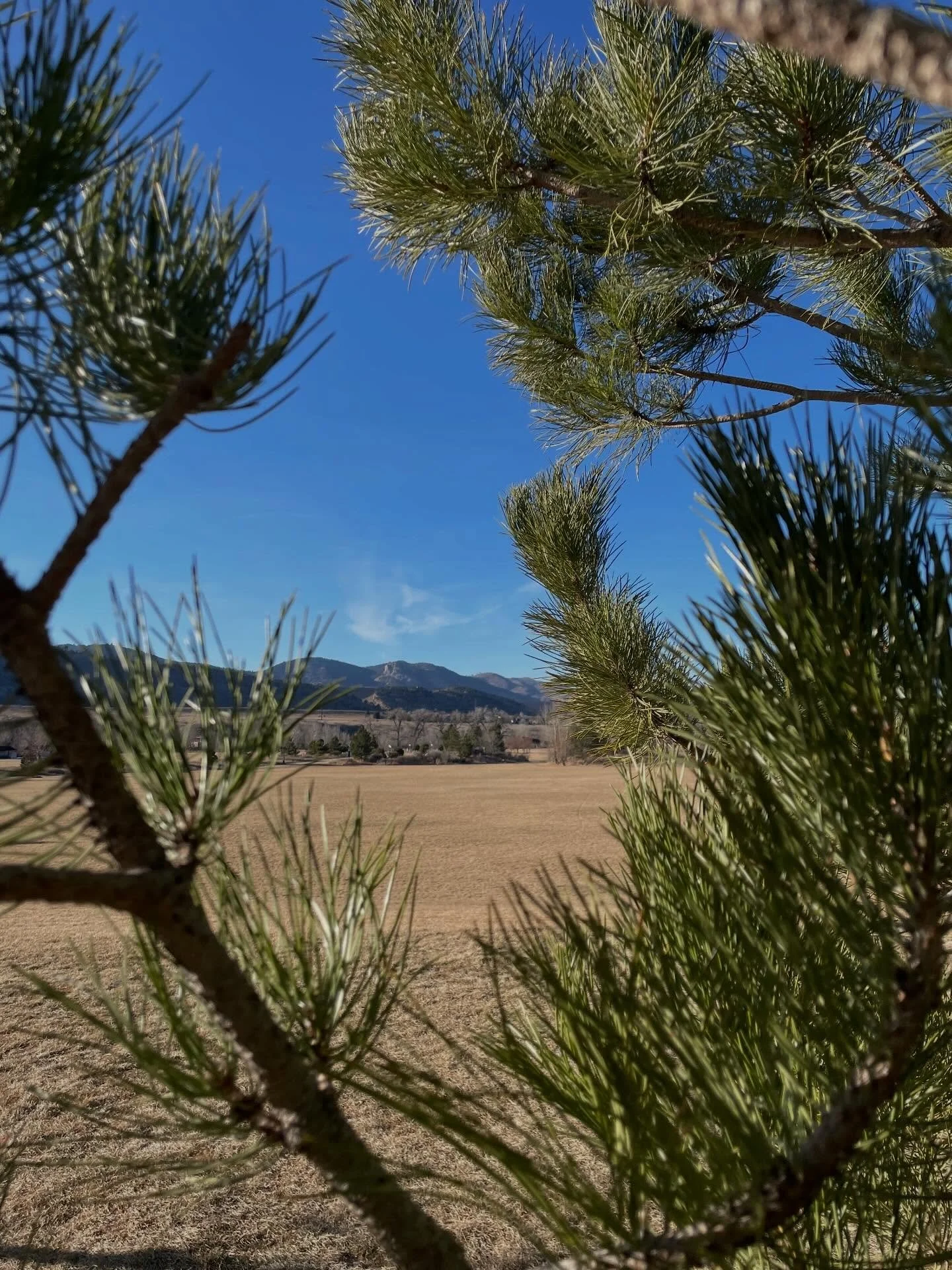 Check in with yourself this Monday and ask yourself: how can I be kinder to myself today? What am I grateful for? Have I moved my body today yet in a way that honors all it does for me? 

And then do one of the following: Go hug a tree, do a sun salu