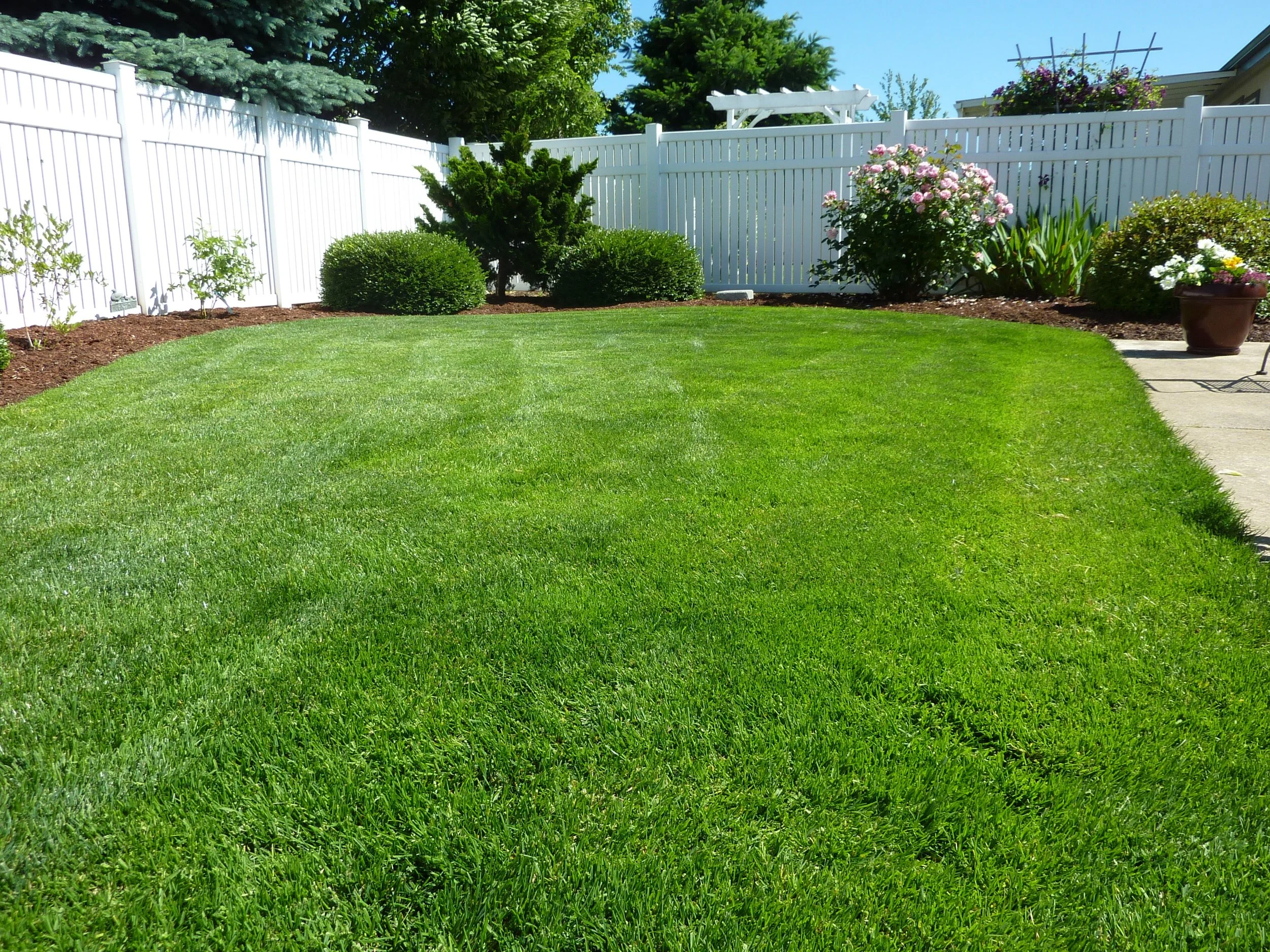 Backyard 1.jpg