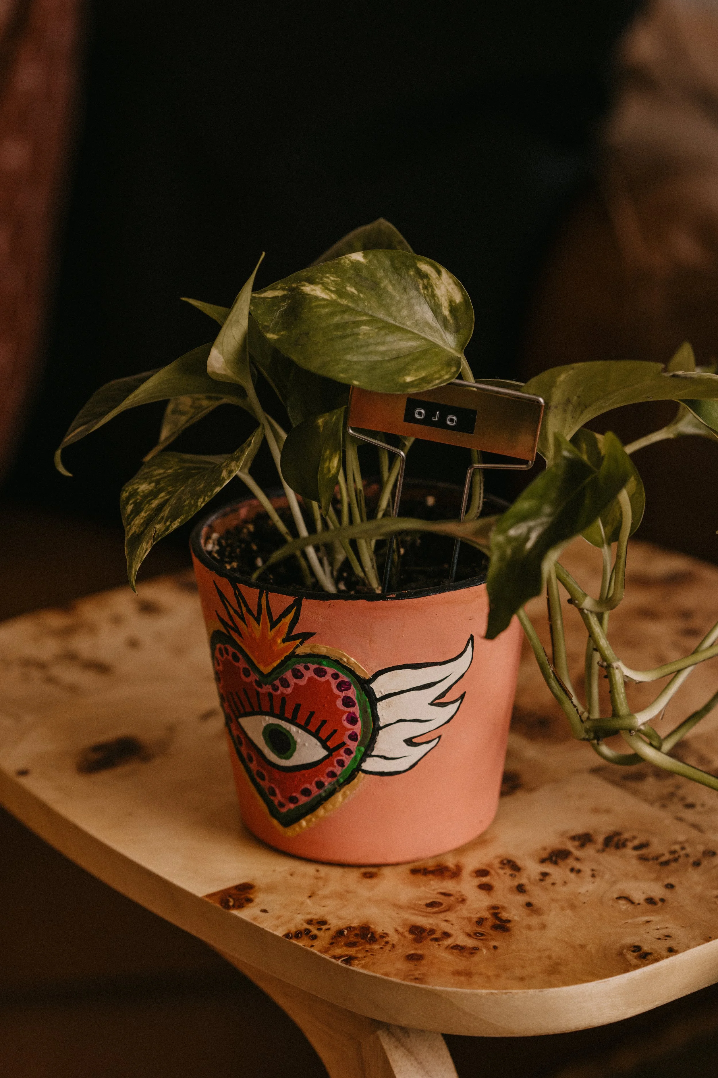 plant at Casa Hogar office with an eye within sacred heart painted on the front with name label ooo