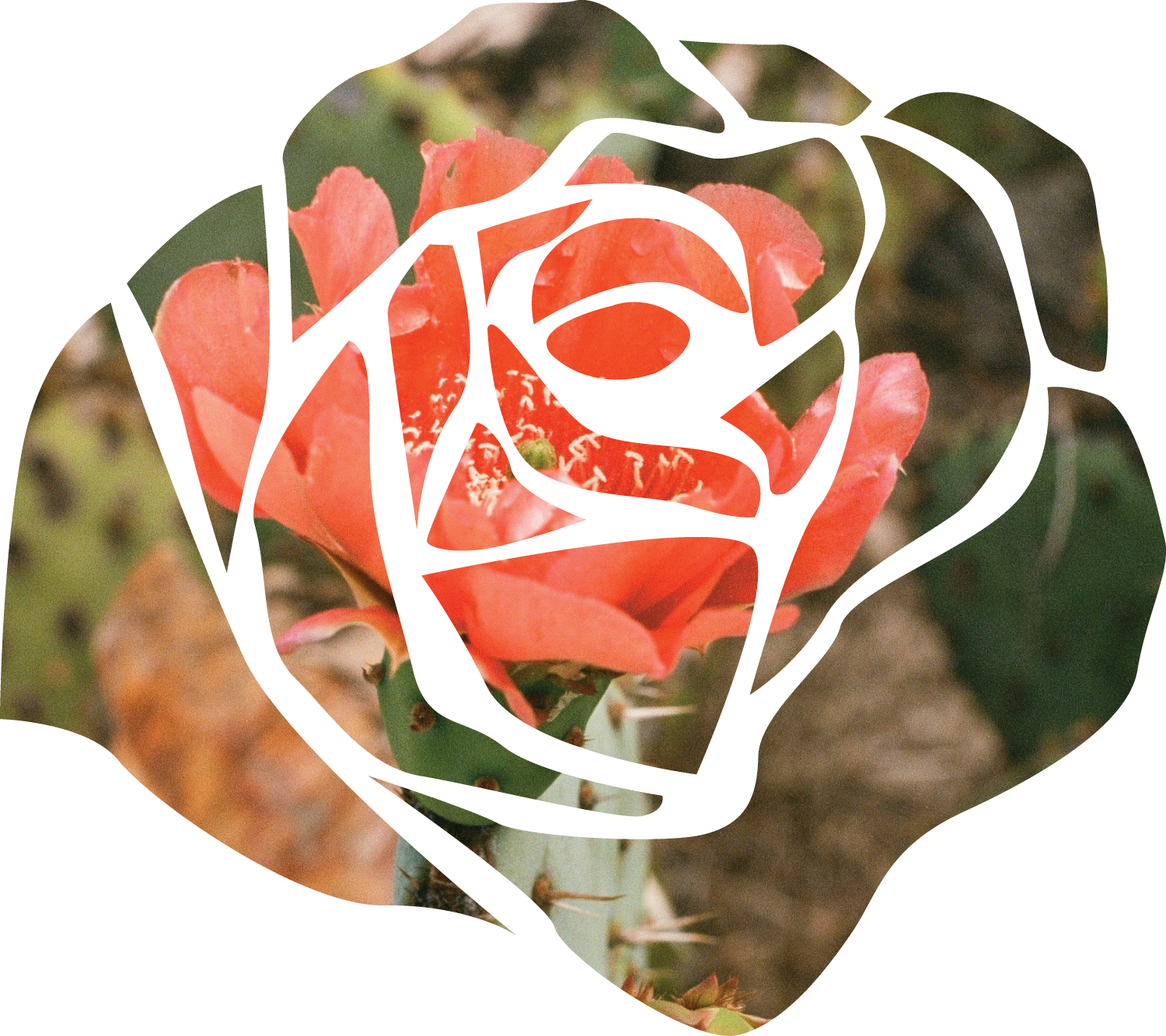 rose graphic with cactus bloom pink as the background