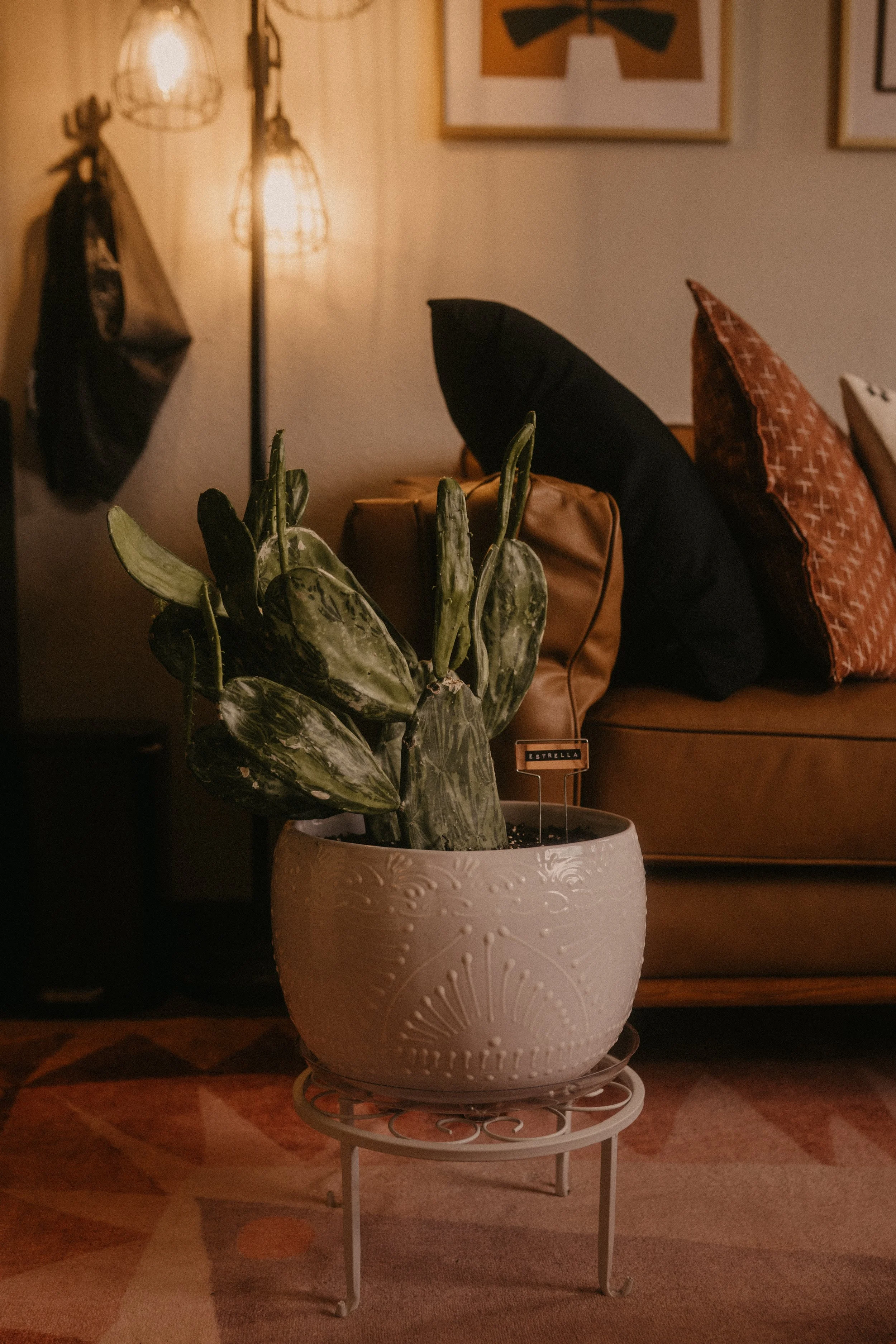 Casa Hogar office cactus with name label Estrella Mexican Spanish talavera pot and plant stand