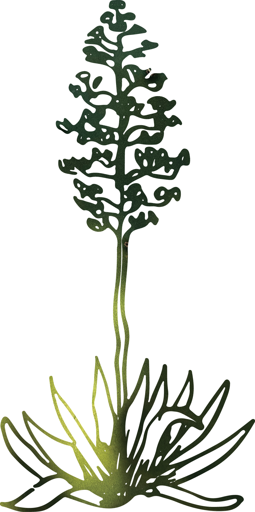 agave plant with bloom and illuminated green cactus as the background