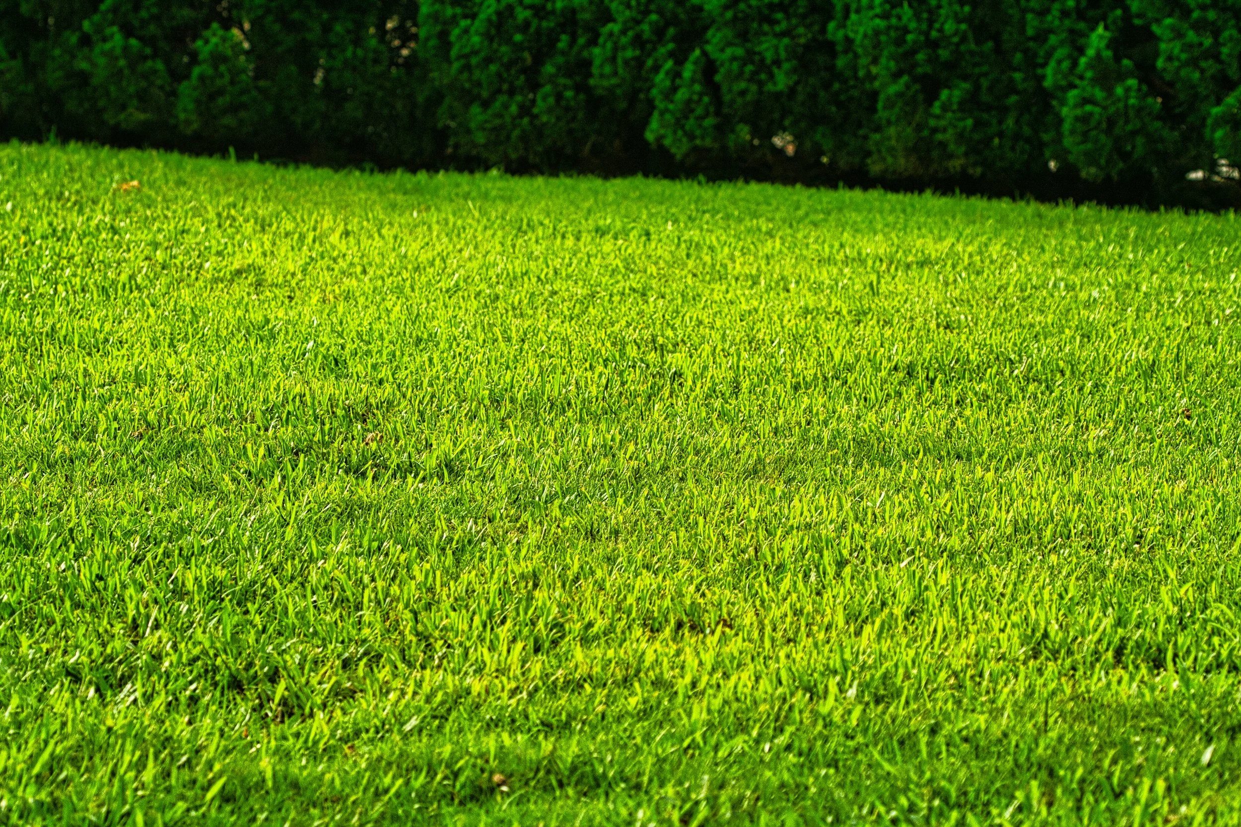 Bright green grassy field with dark green trees in the background.