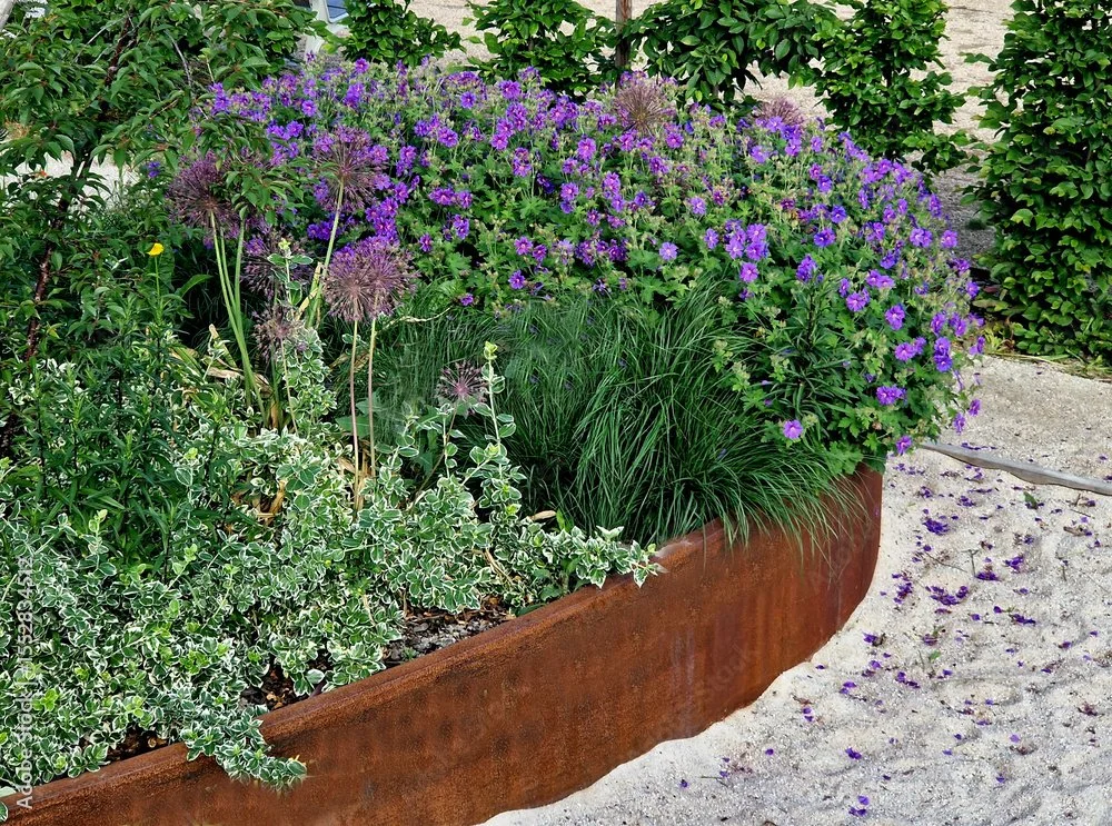 A garden bed filled with purple and green plants, in a rusted metal container, with some plants spilling over the sides onto the sandy ground.