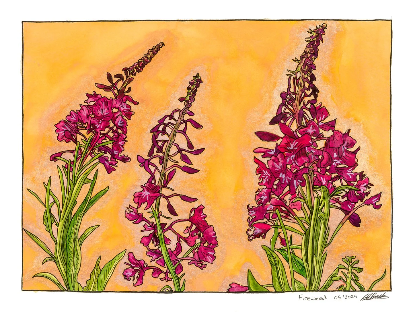 Fireweed. Ink and watercolour on paper 14"x11" 
2024