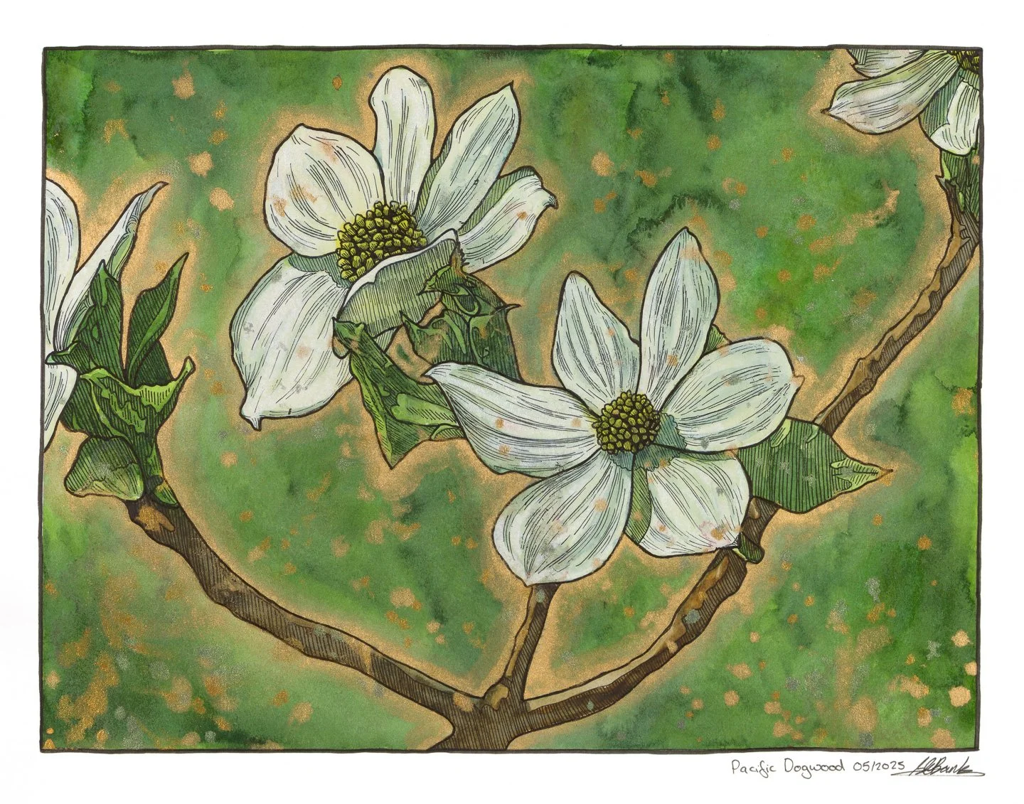 Dogwood. Ink and watercolour on paper 14"x11" 
2025