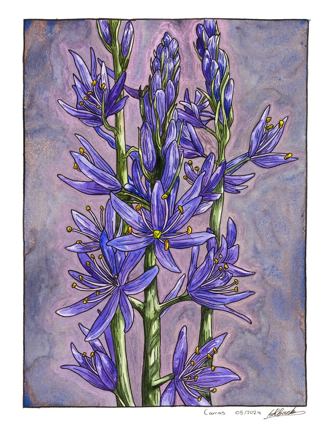 Camas Lilies. Ink and watercolour on paper 11"x14" 
2024