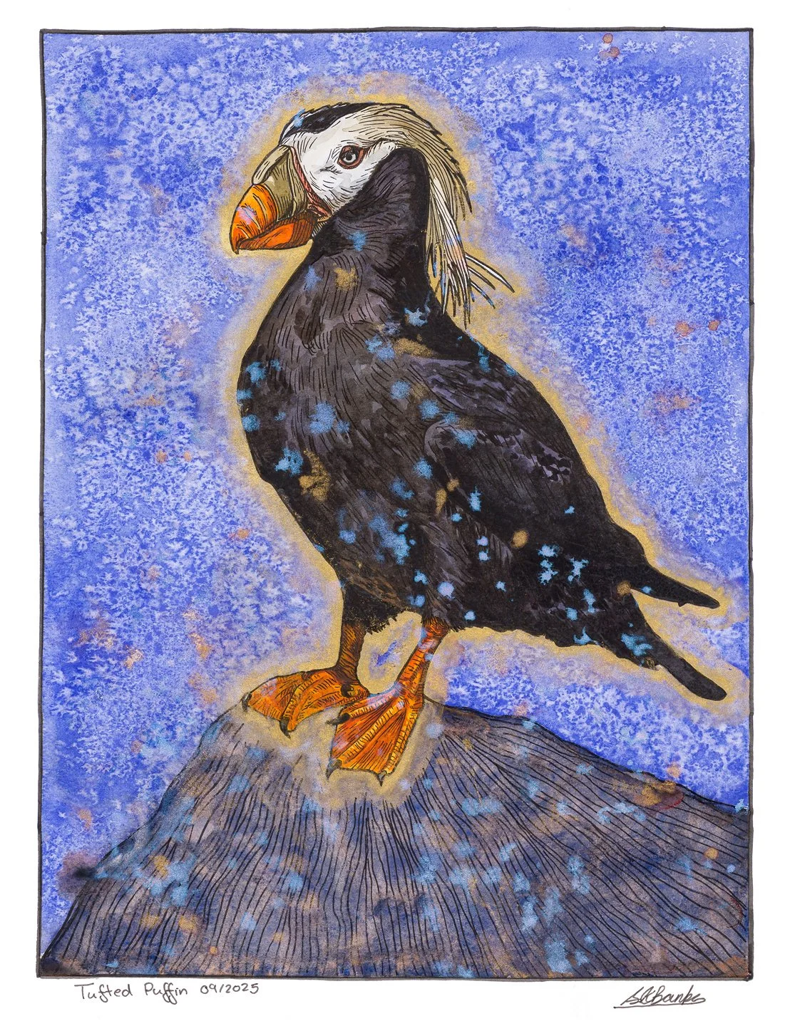 Tufted Puffin. Ink and watercolour on paper 11"x14"
2025