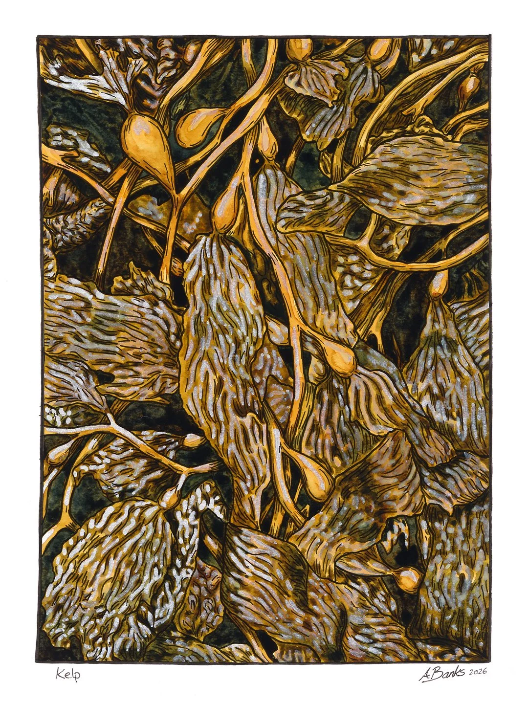 Kelp. 
Ink and watercolour on paper 9"x12"
2026