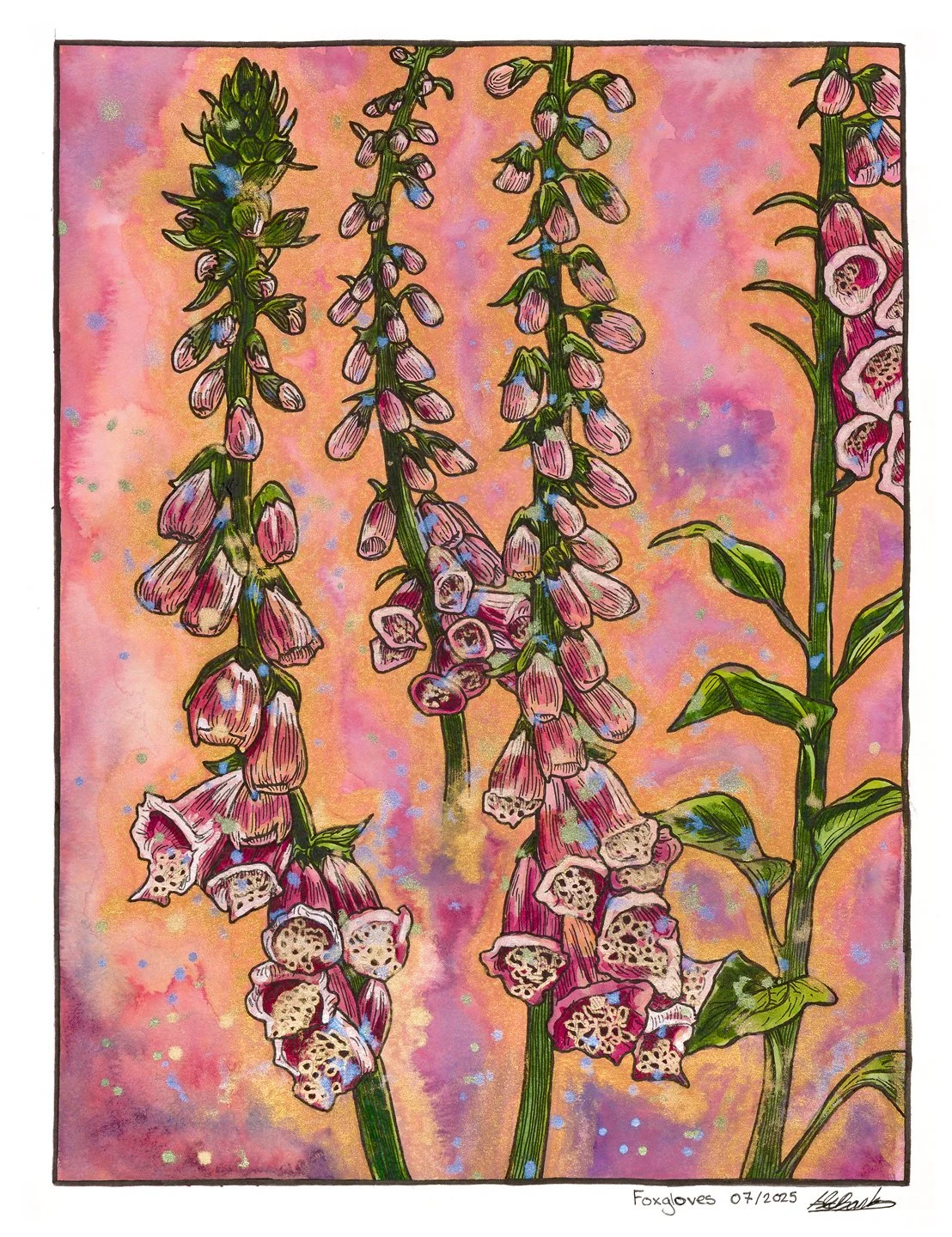 Foxgloves.
Ink and watercolour on paper.
11"x14" 2025