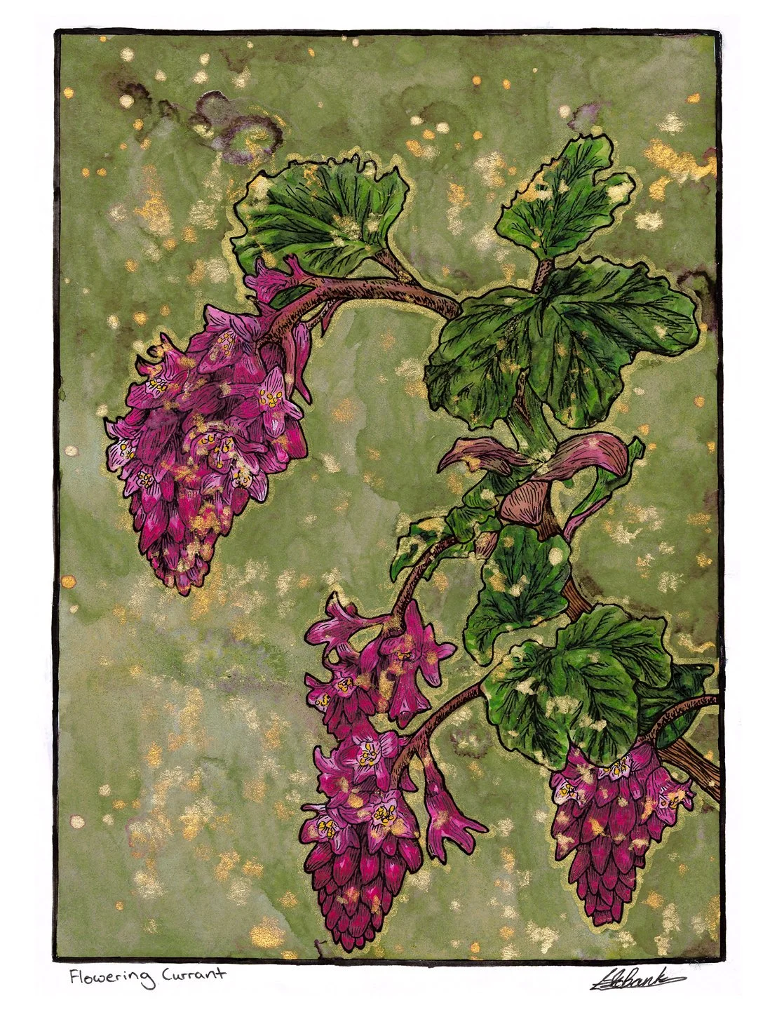 Flowering Currant. Ink and watercolour on paper 9"x12"
2026