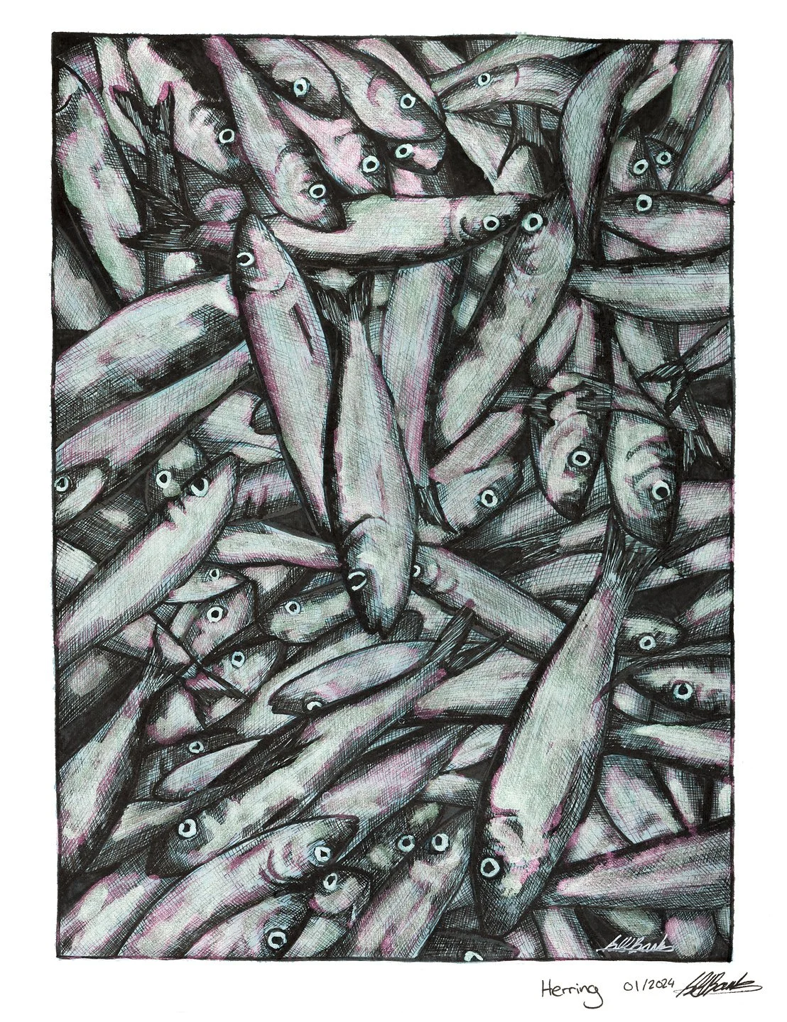 Herring.  Ink and watercolour on paper 11"x14" 
2024