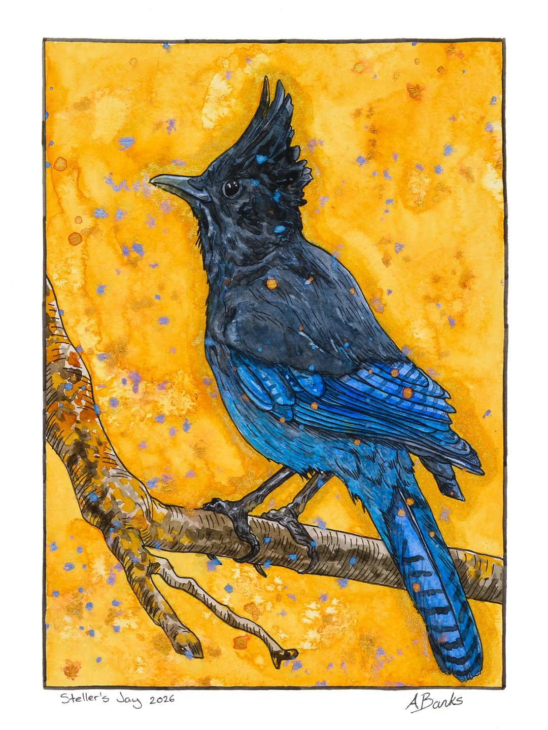 Steller's Jay.
Ink and watercolour on paper 9"x12"
2026