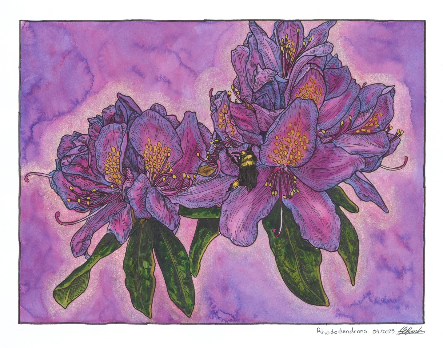 Rhododendrons. Ink and watercolour on paper 14"x11" 
2025